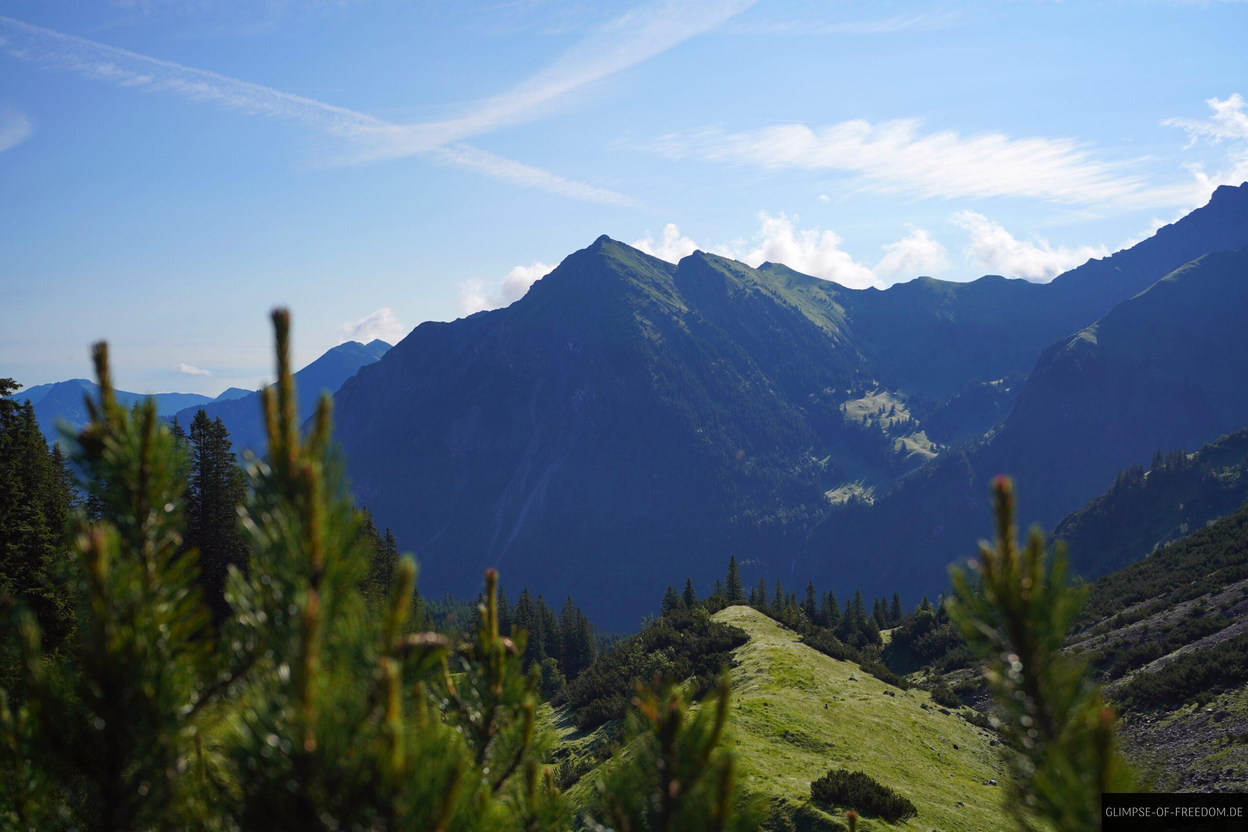 Blick durch die Latschen am Entschenkopf scaled Blick durch die Latschen am Entschenkopf