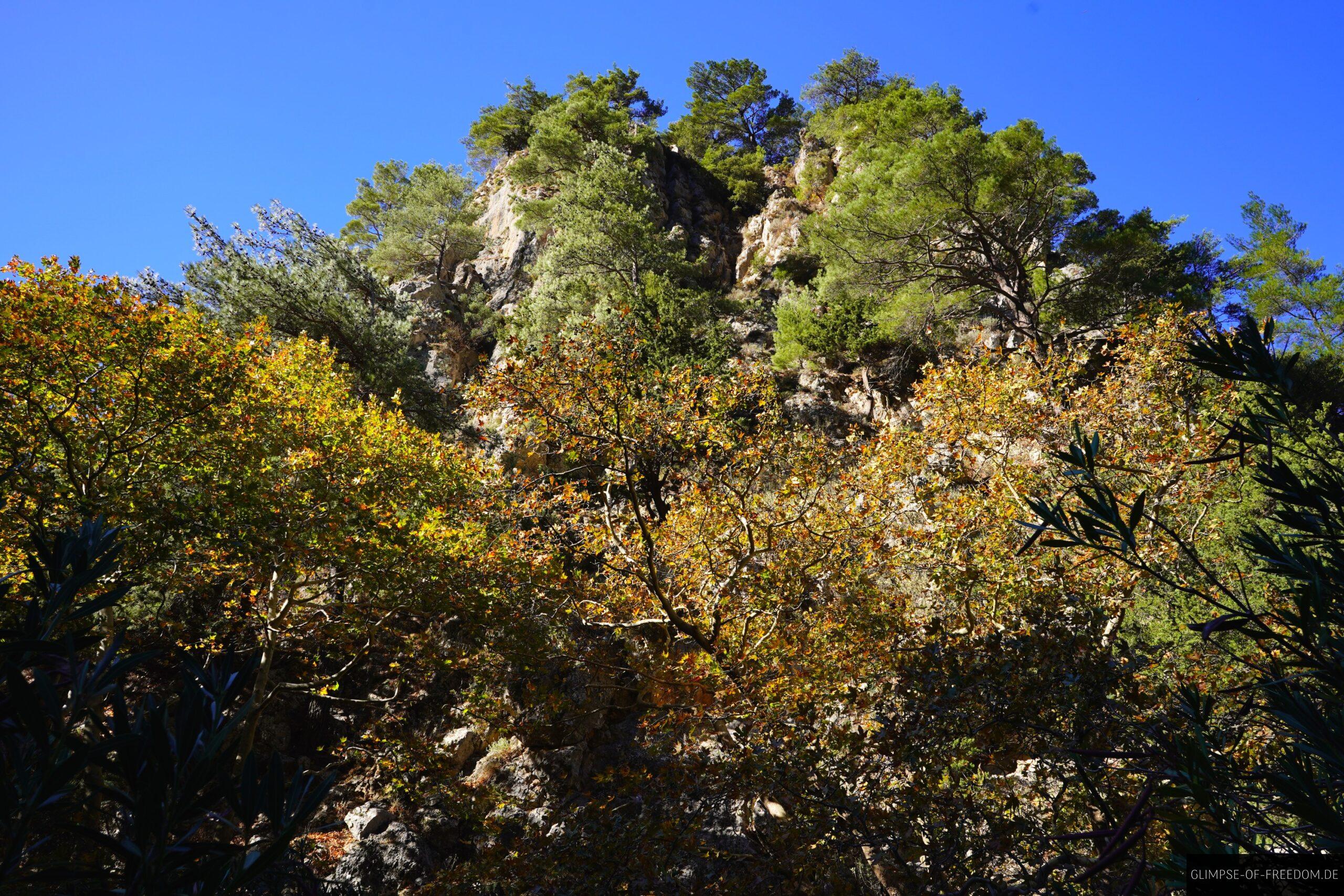 Blick hinauf zu den Baum bewachsenen Felsen scaled Blick hinauf zu den Baum bewachsenen Felsen