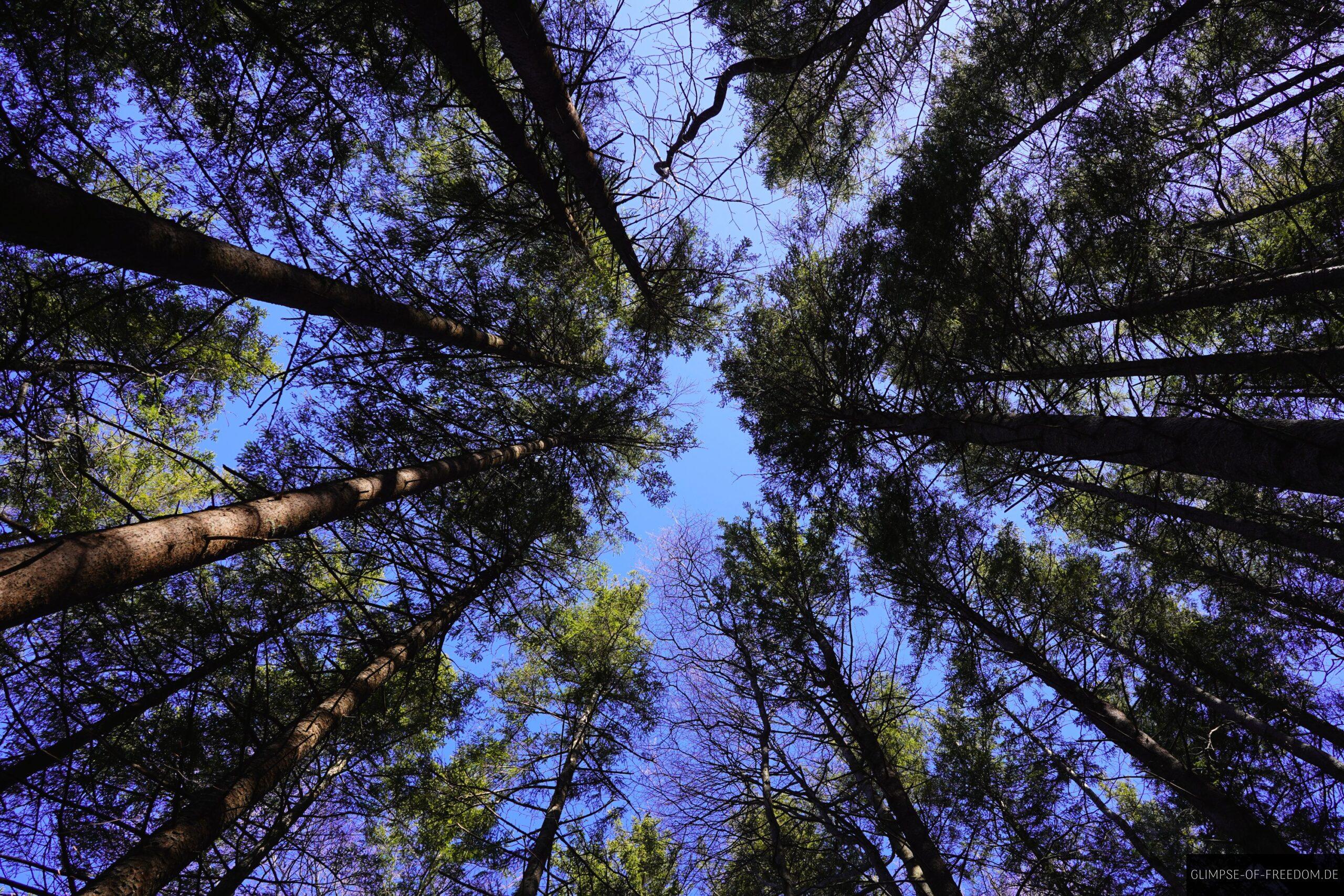 Blick in den Himmel aus dem Wald am Jochberg scaled Blick in den Himmel aus dem Wald am Jochberg