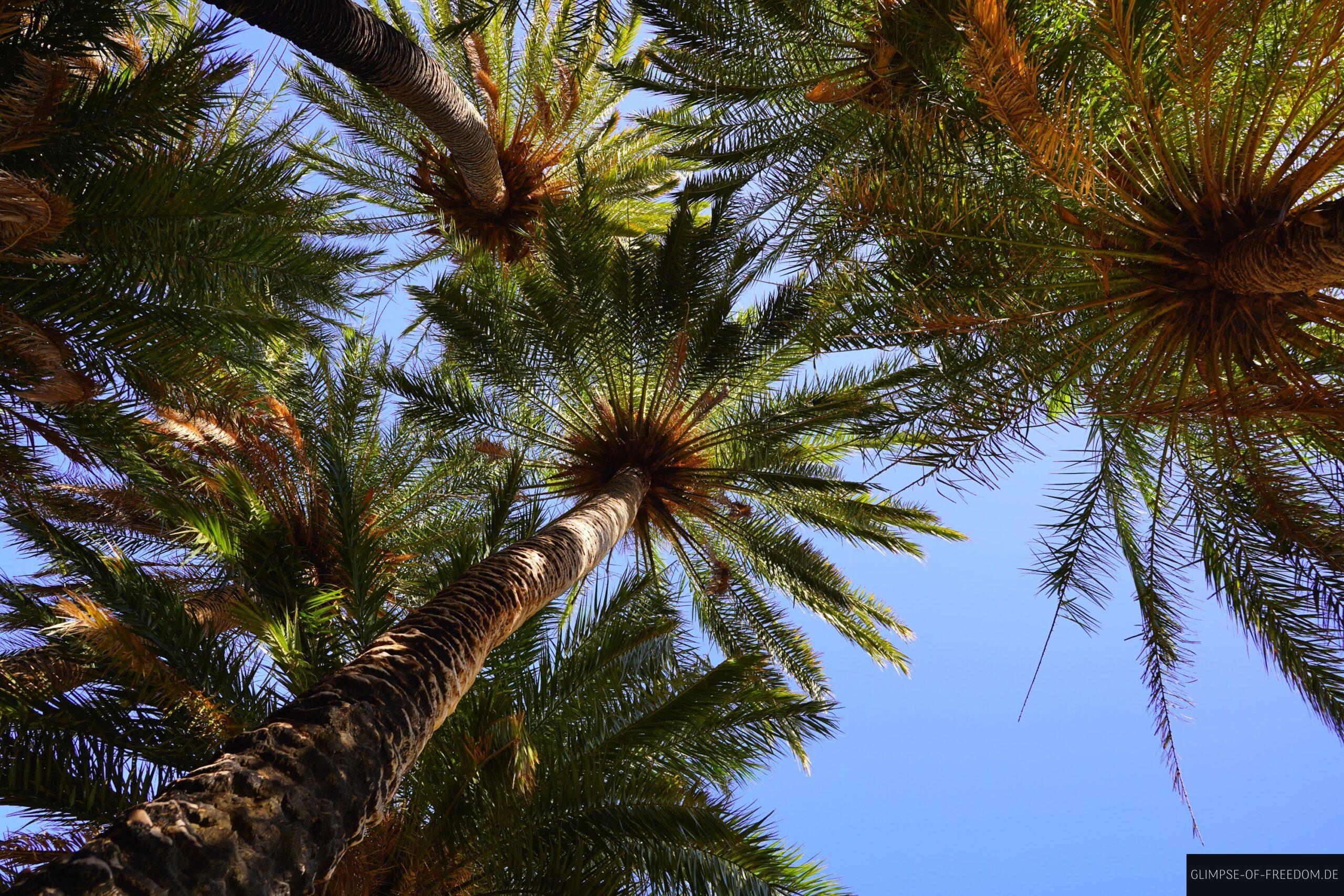 Blick in den Himmel durch die Palmenkronen scaled Blick in den Himmel durch die Palmenkronen