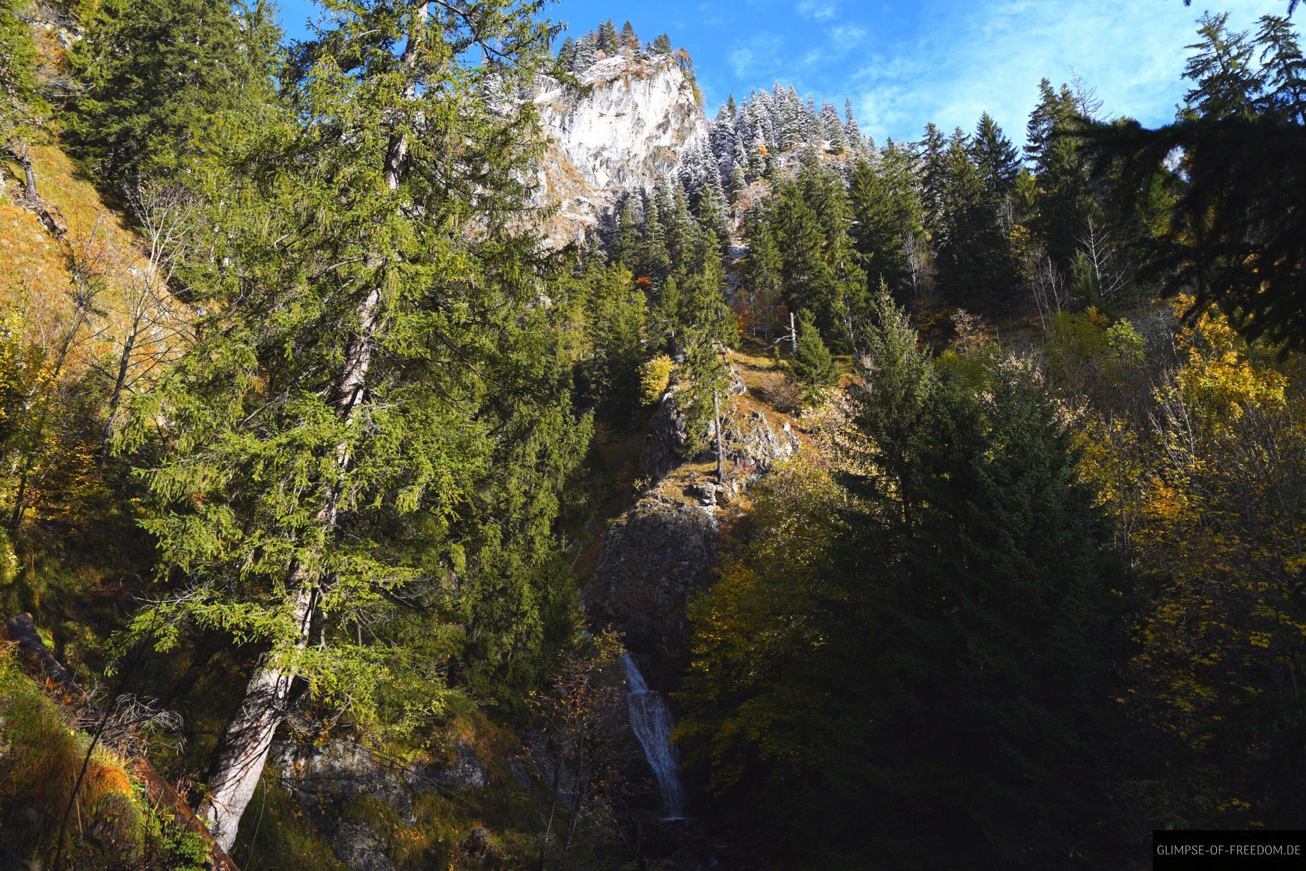 Blick nach oben durch die Baeume scaled Blick nach oben durch die Bäume