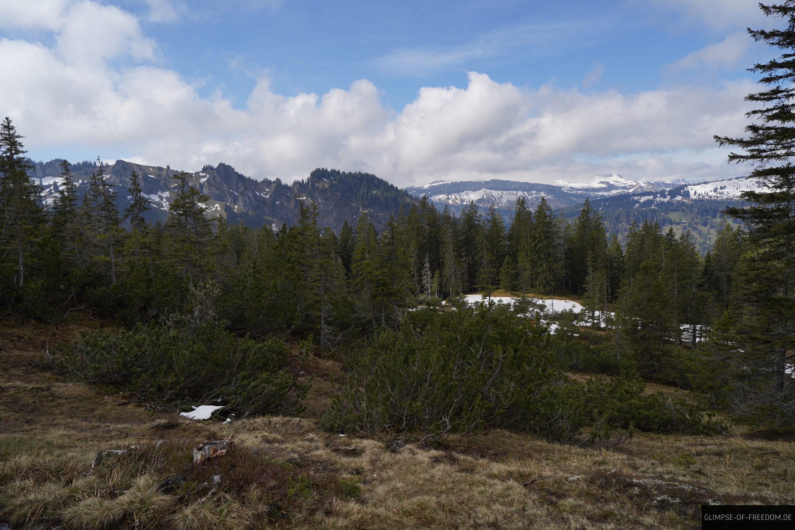 Blick ueber Waldgebiet im Allgaeu scaled Blick über Waldgebiet im Allgäu