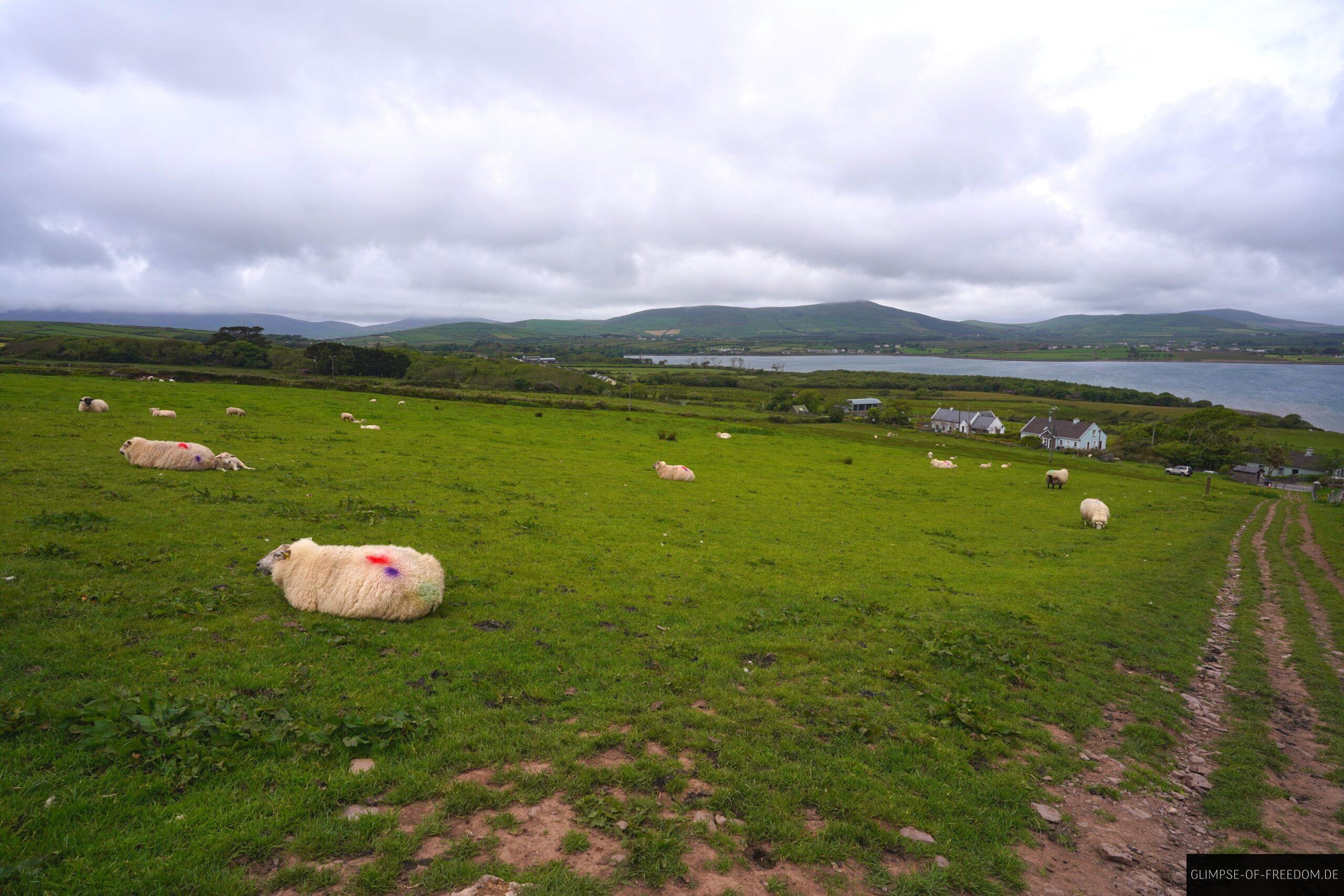 Blick ueber die Weideflaechen scaled Blick über die Weideflächen