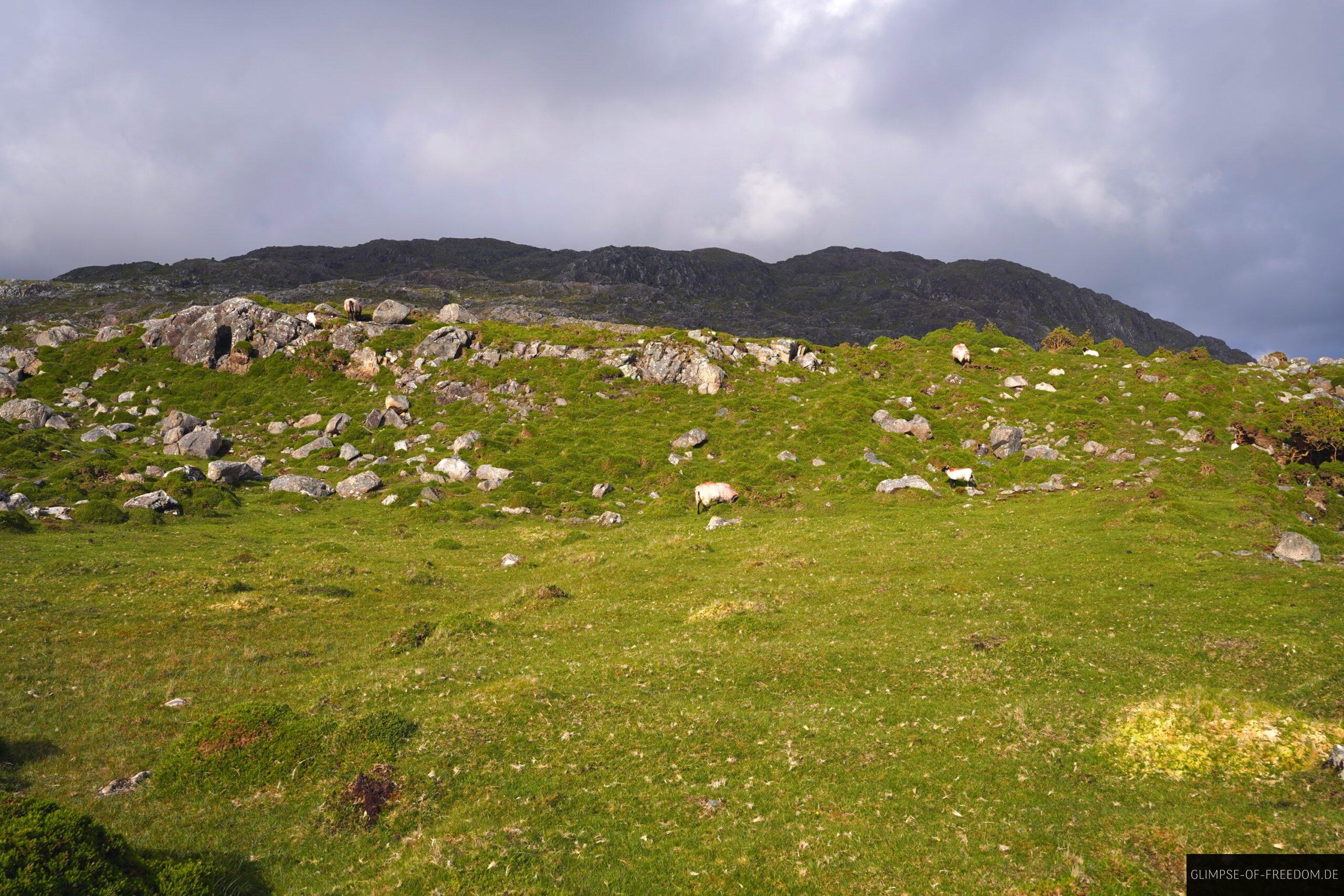 Blick zum Errisbeg ueber die gruene Weide scaled Blick zum Errisbeg über die grüne Weide
