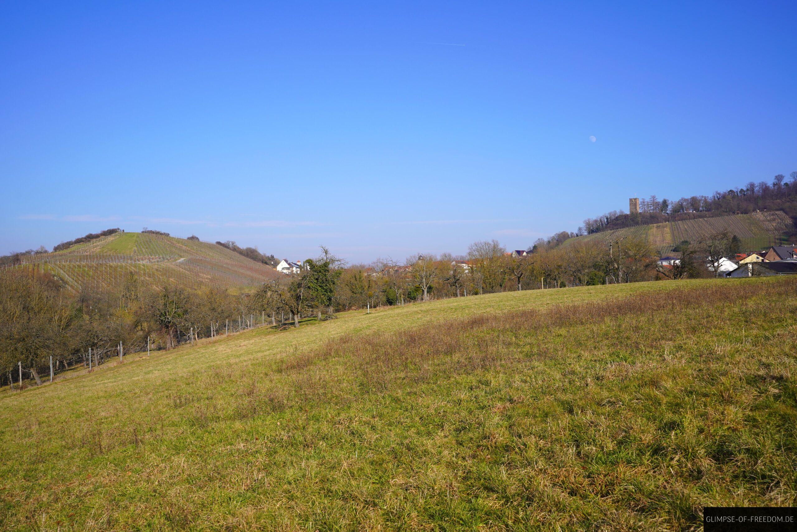 Blick zum Schlossbergturm Sternenfels scaled Blick zum Schlossbergturm Sternenfels