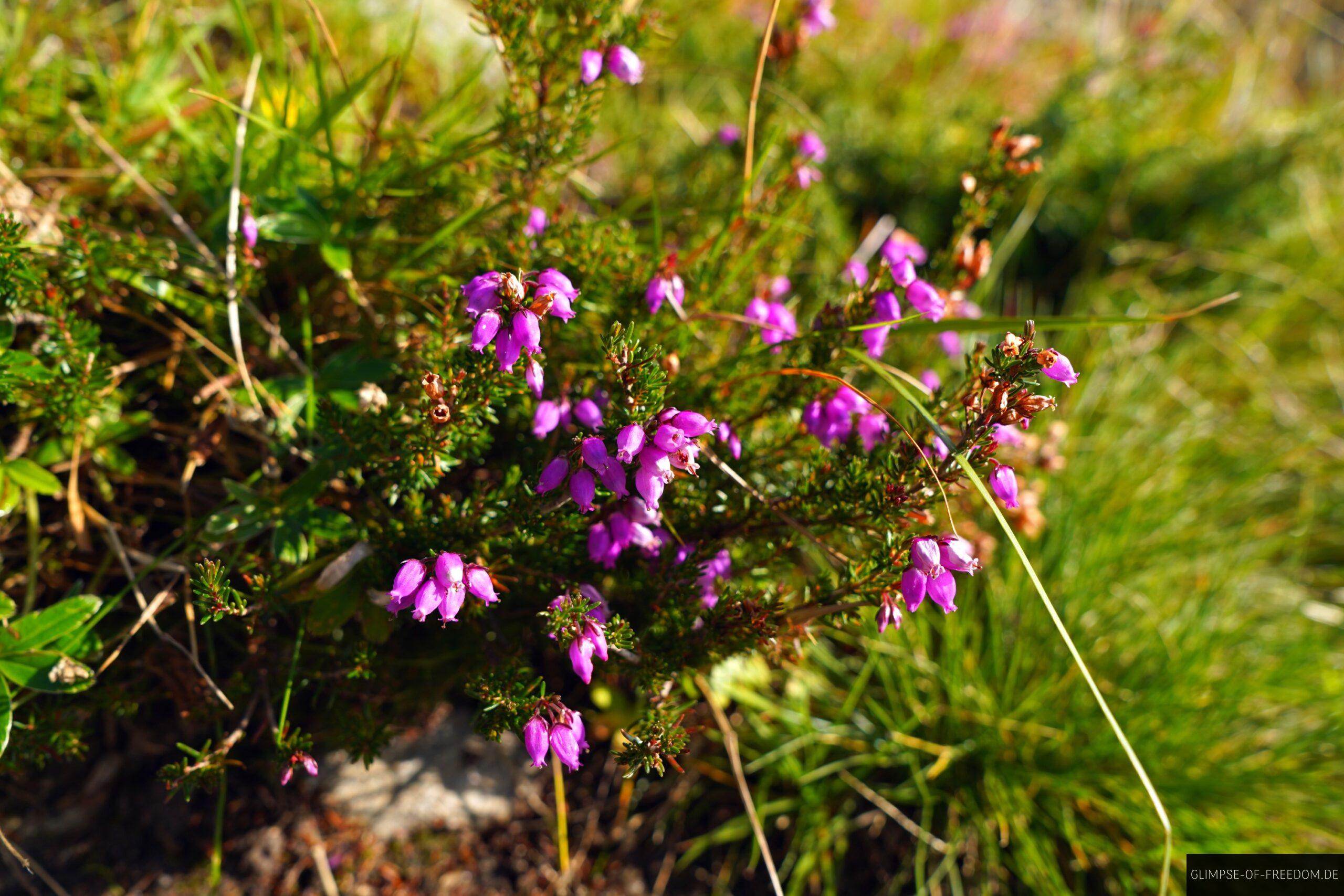 Blume am Berg Veten scaled Blume am Berg Veten