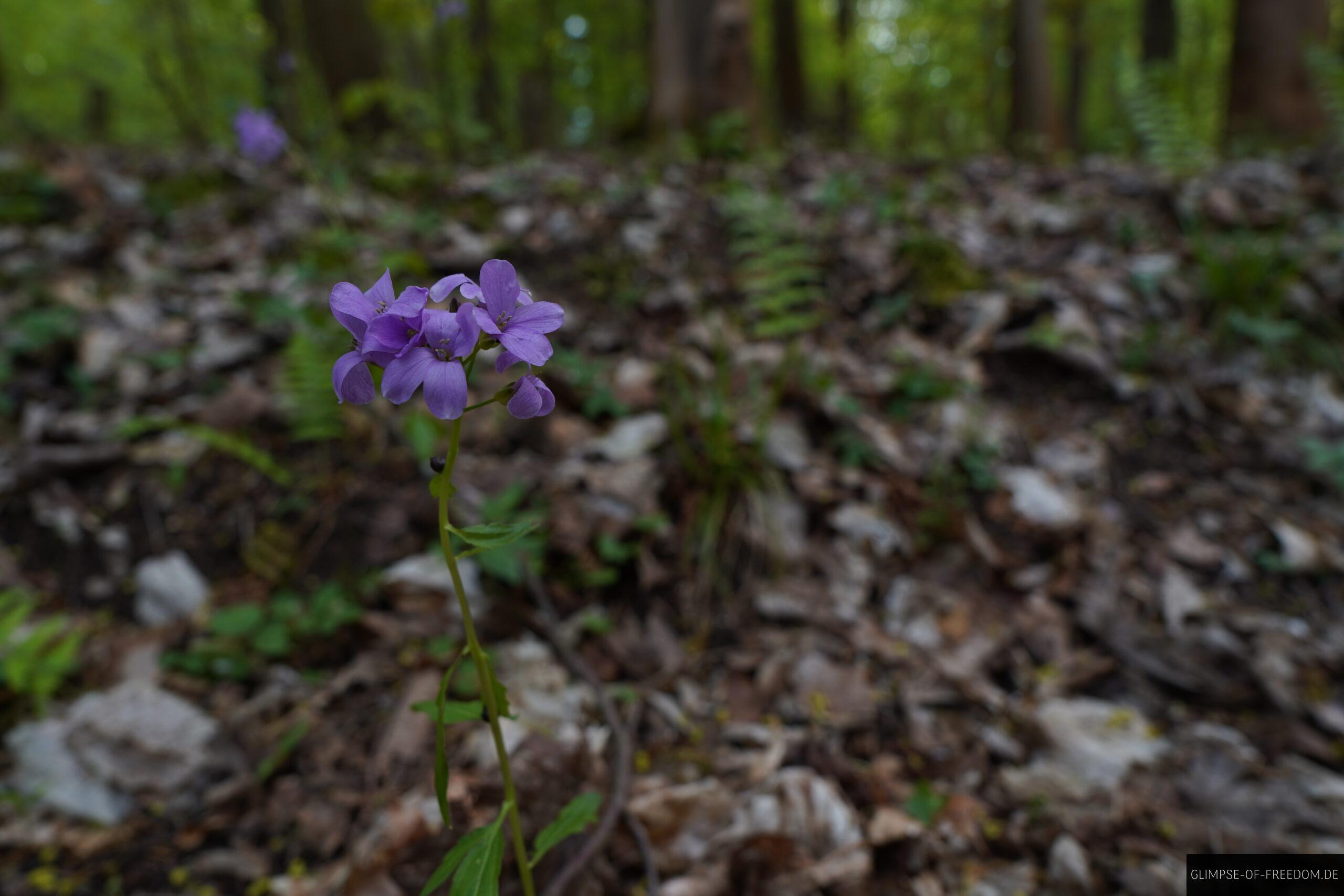 Blume am Wegrand 1 scaled Blume am Wegrand
