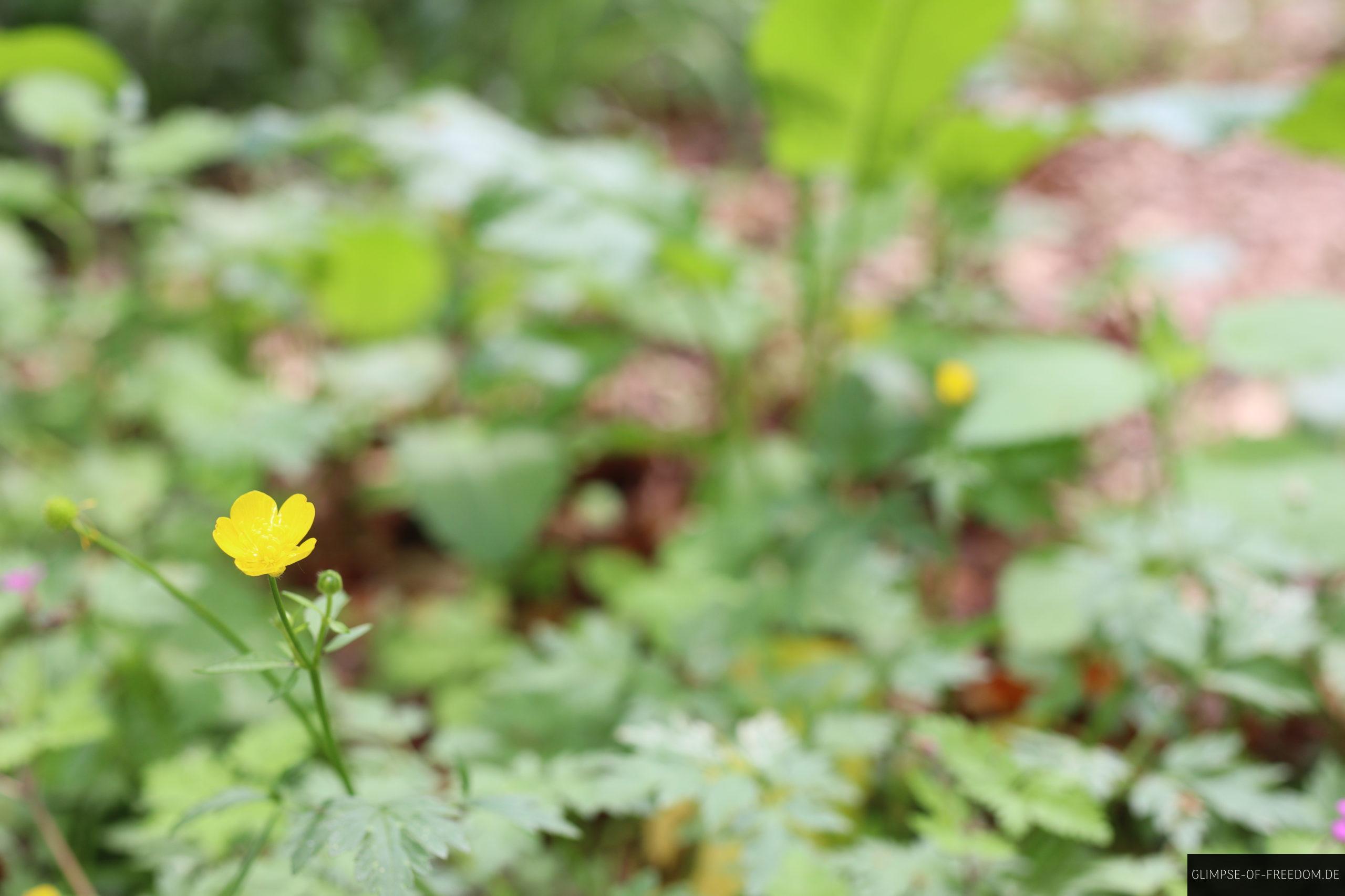 Blume am Wegrand scaled Blume am Wegrand