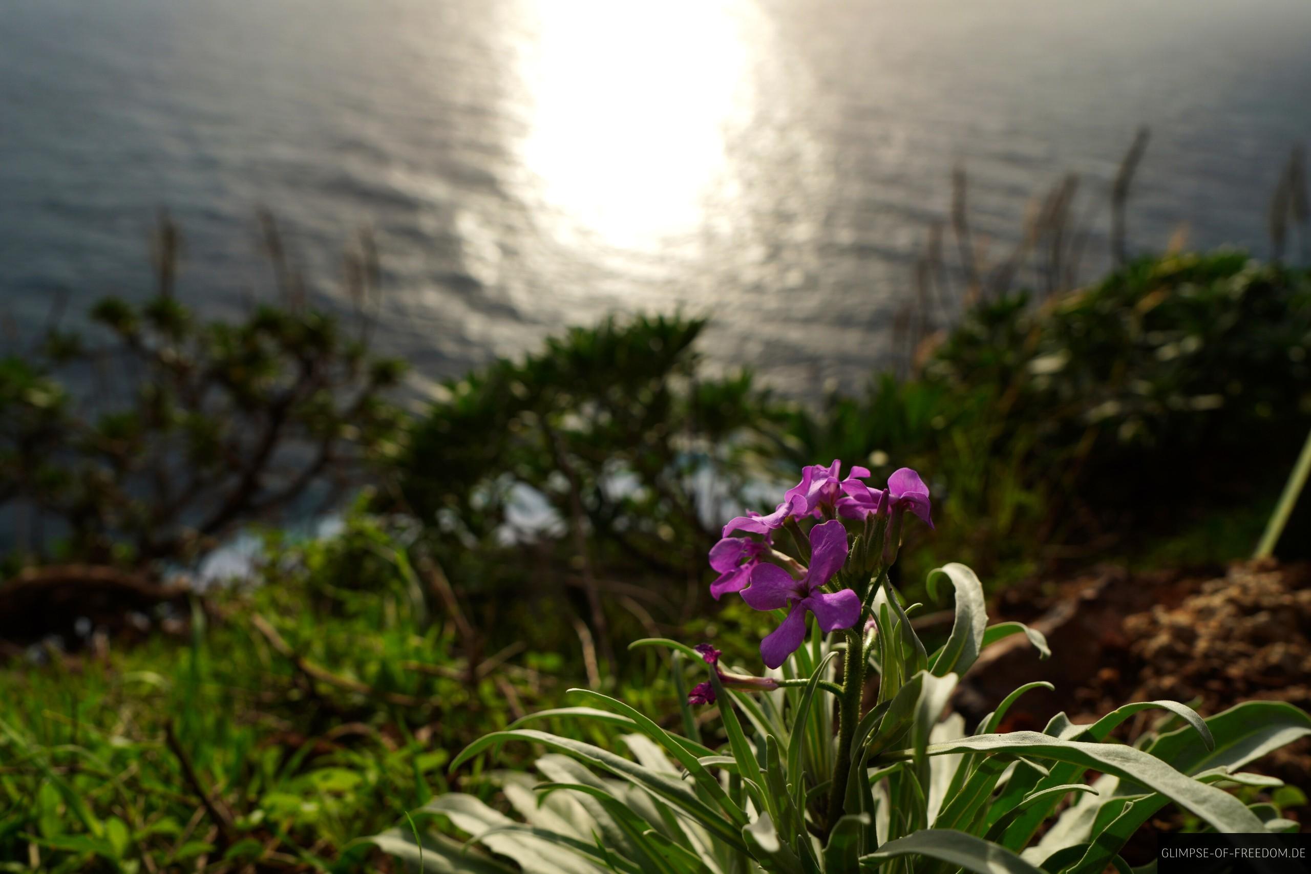 Blume mit Meer im Hintergrund