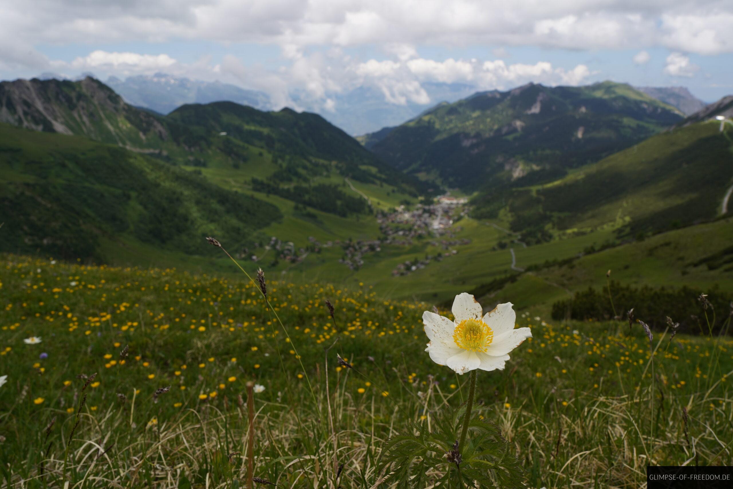Blume und Malbun in der Ferne scaled Blume und Malbun in der Ferne