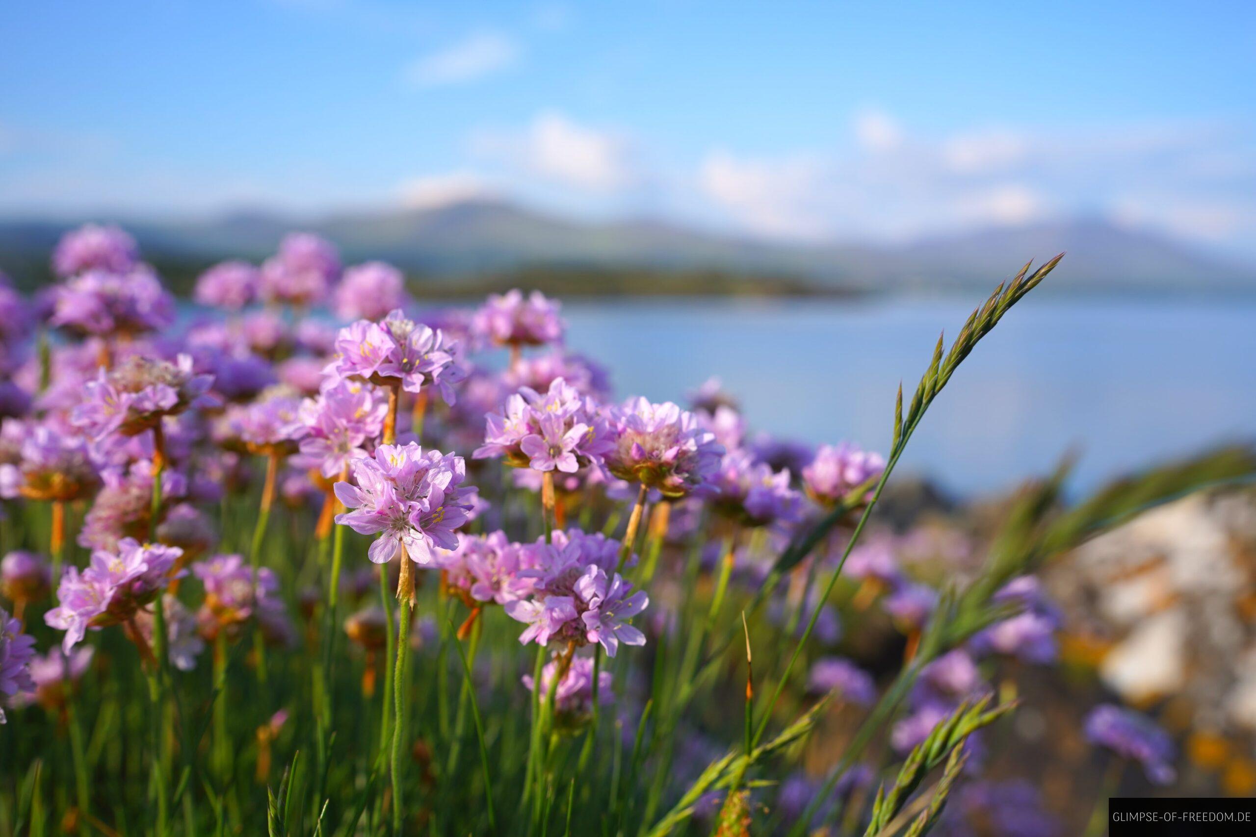 Blumen am Dunboy Castle scaled Blumen am Dunboy Castle
