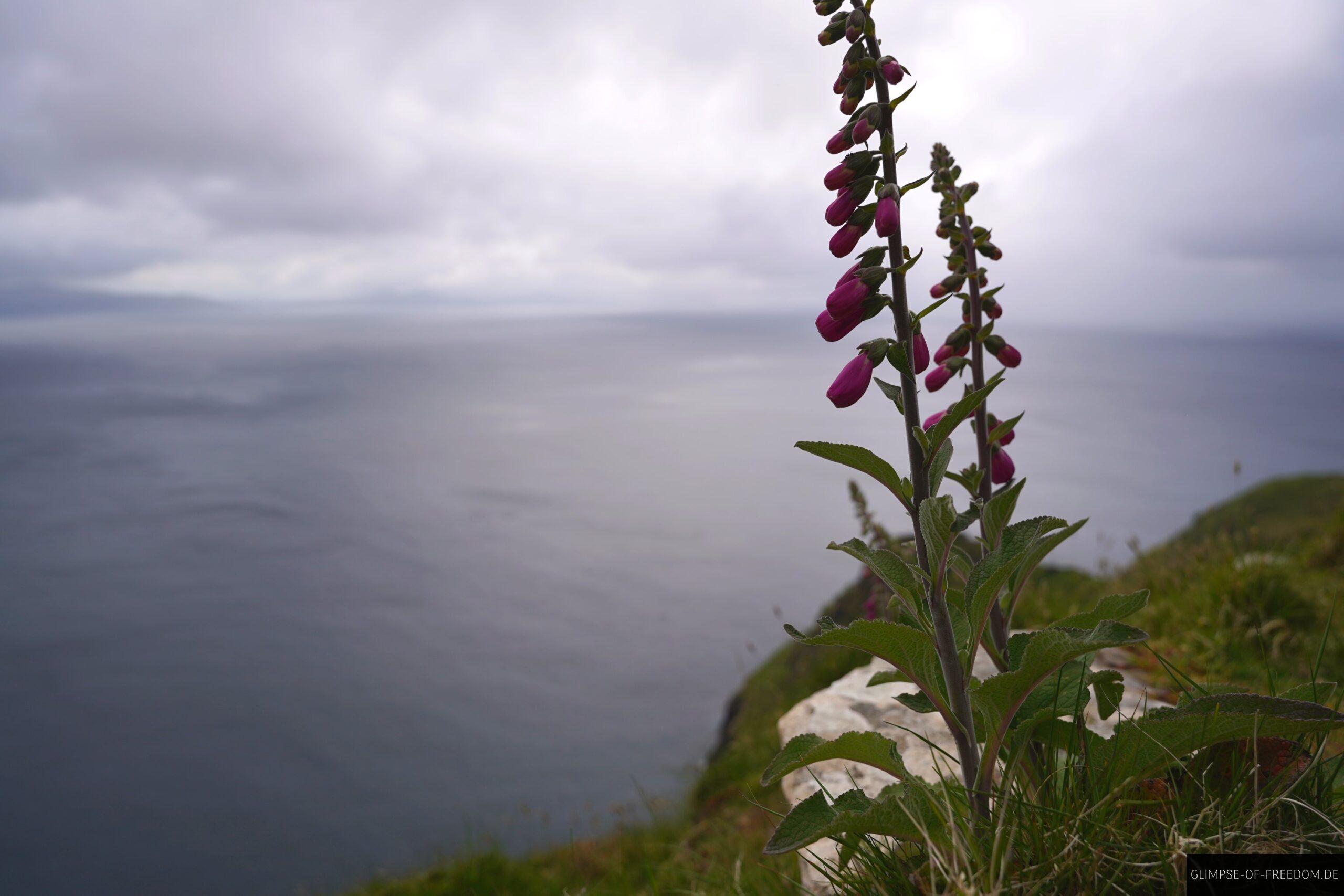 Blumen am Eask Tower scaled Blumen am Eask Tower