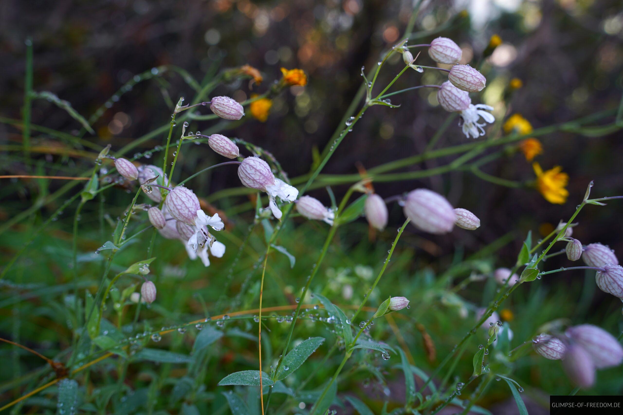 Blumen am Entschenkopf scaled Blumen am Entschenkopf
