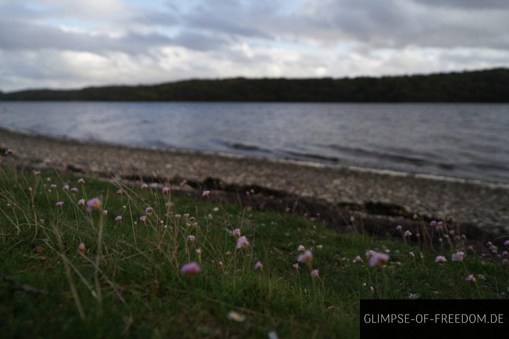 Blumen am Fjord Ufer