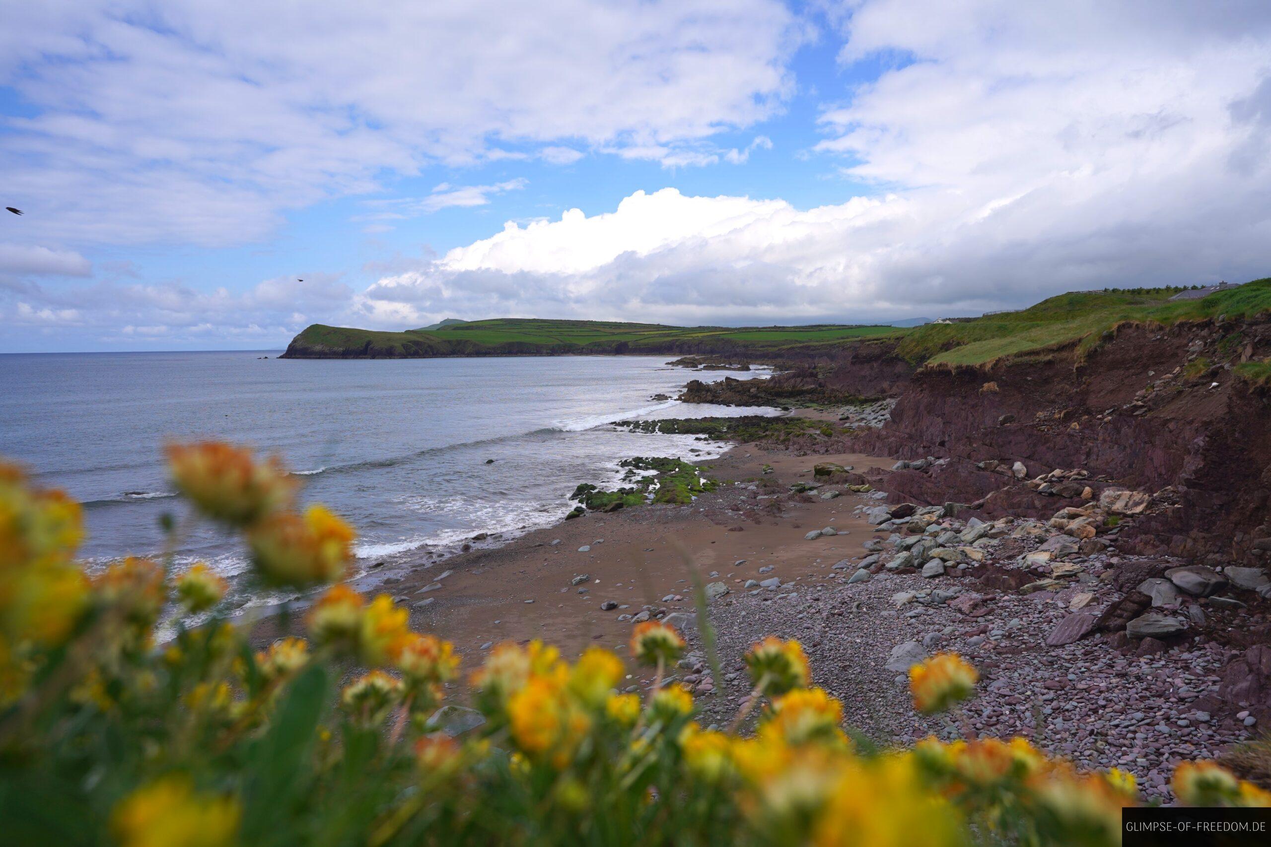 Blumen am Kinard Beach scaled Blumen am Kinard Beach