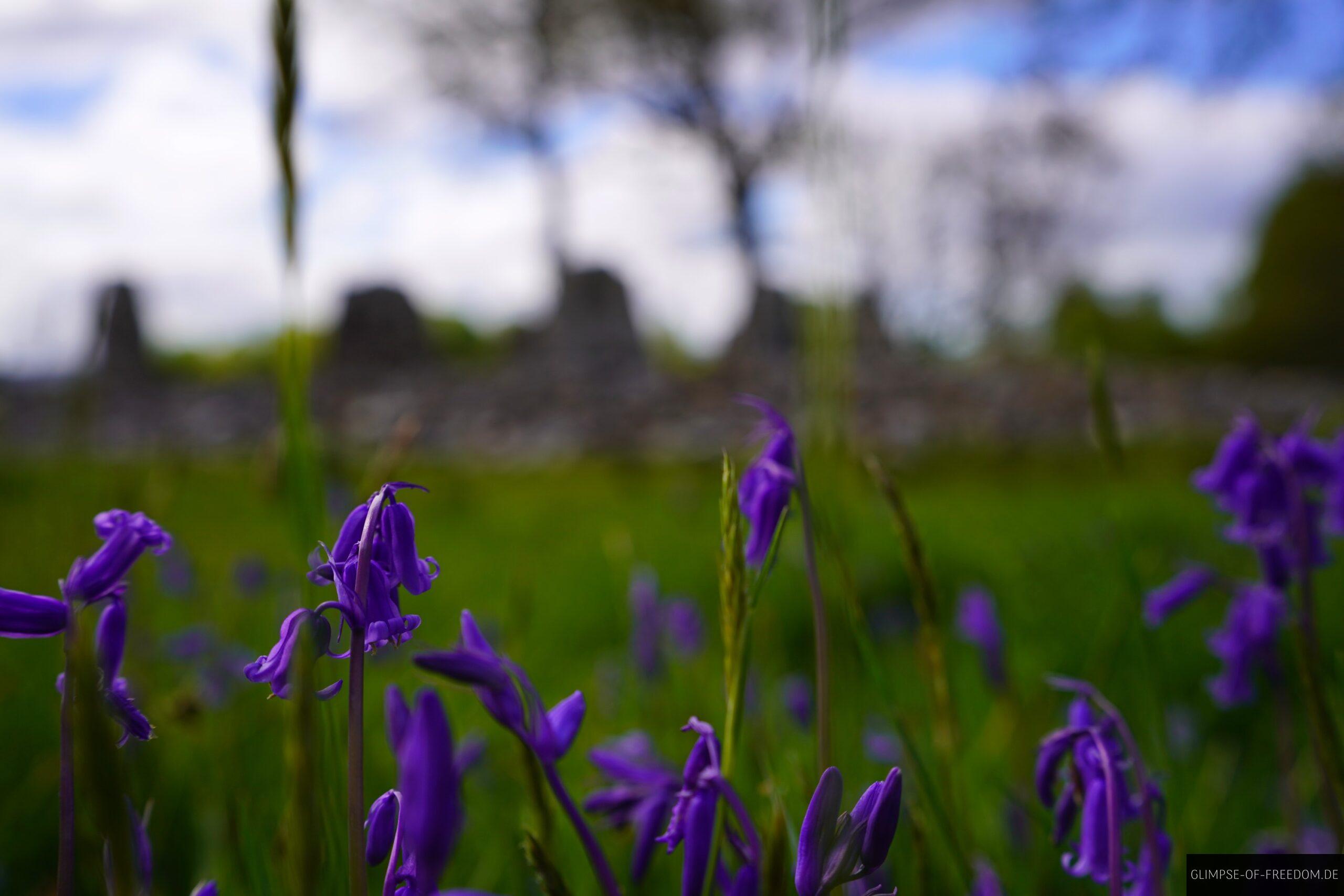 Blumen am Temple Wood Stone Circle scaled Blumen am Temple Wood Stone Circle