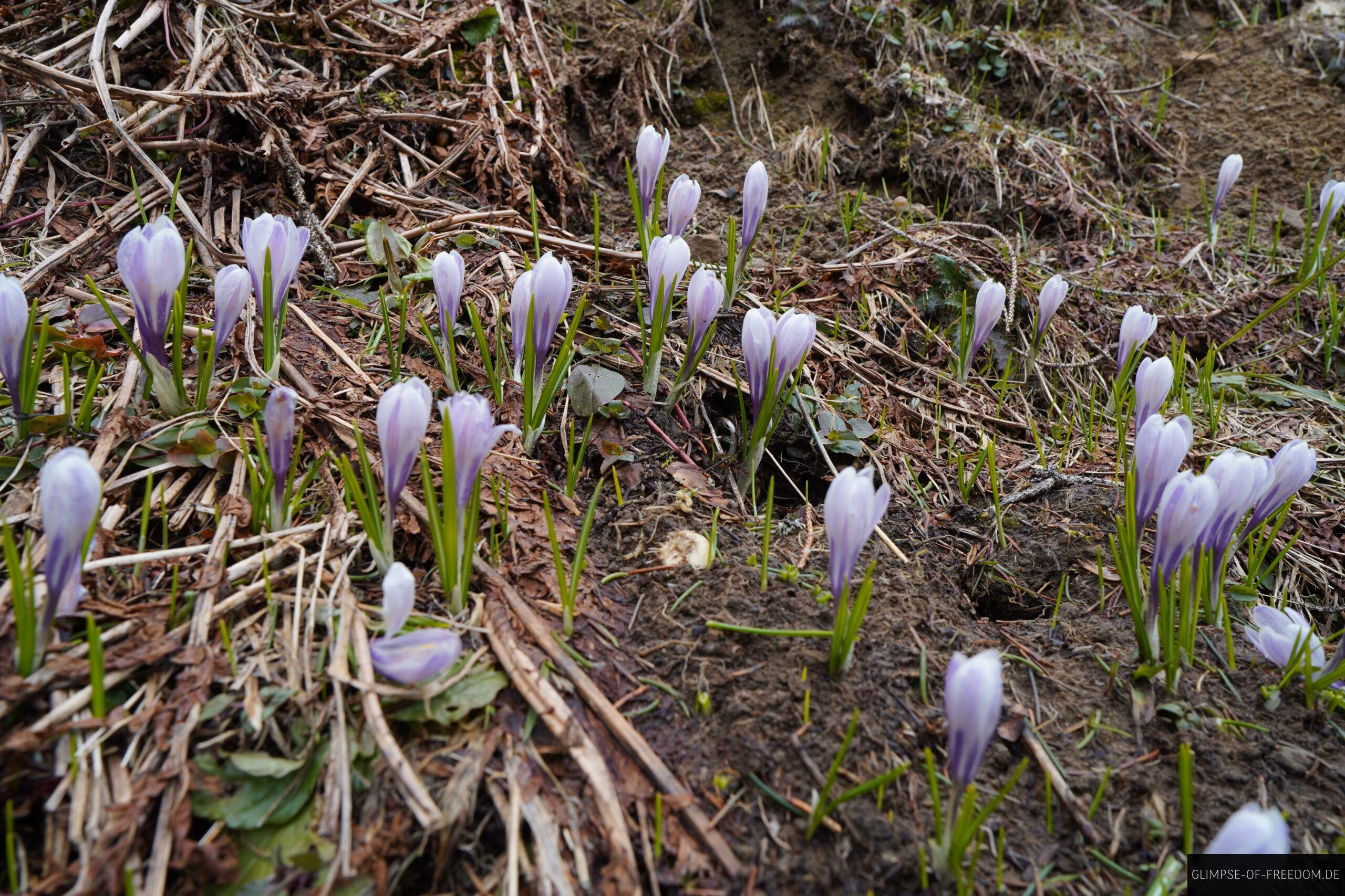 Blumen am Wanderweg bei Grasgehren scaled Blumen am Wanderweg bei Grasgehren