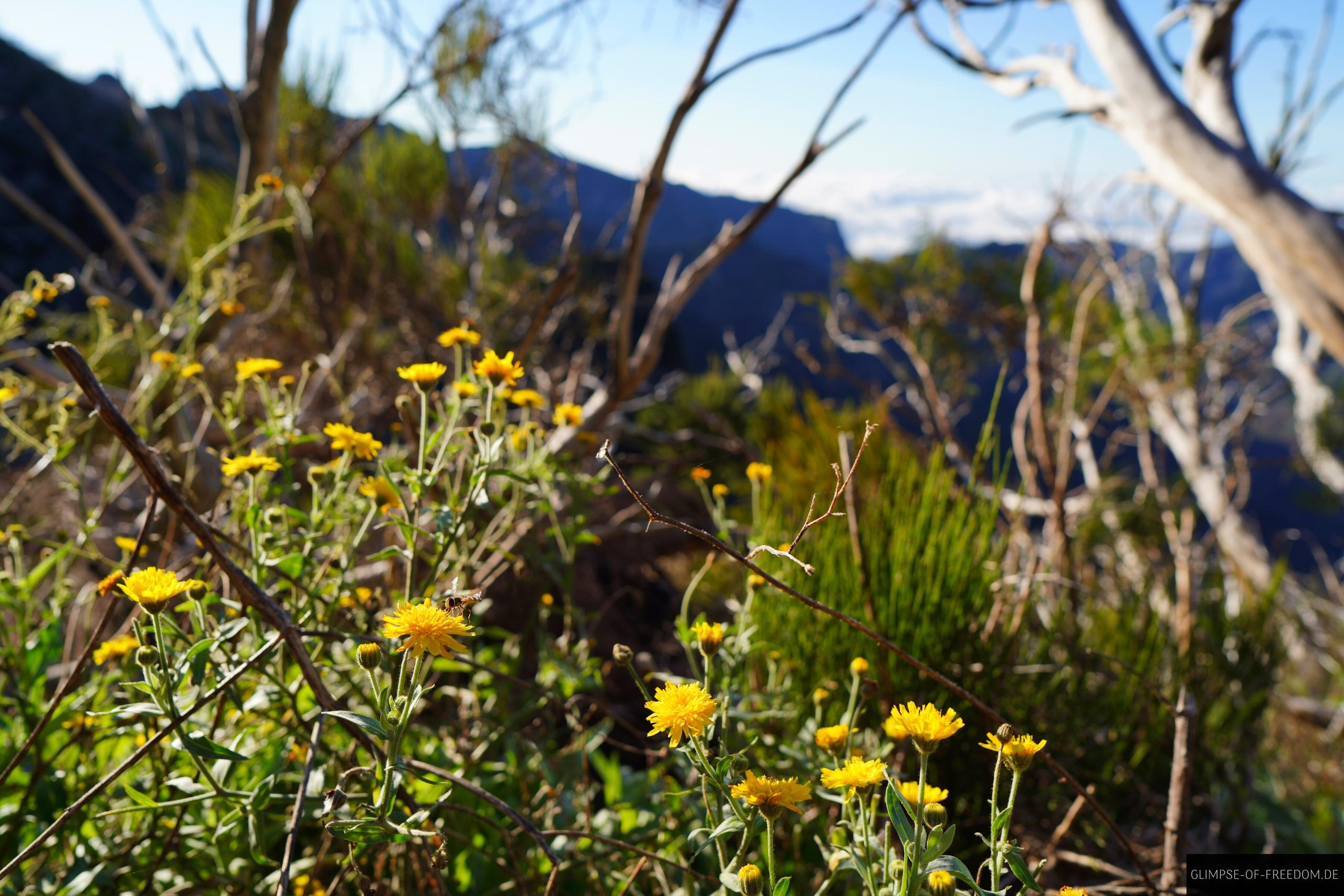 Blumen am Wegrand zum Pico do Jorge Madeira Blumen am Wegrand zum Pico do Jorge Madeira