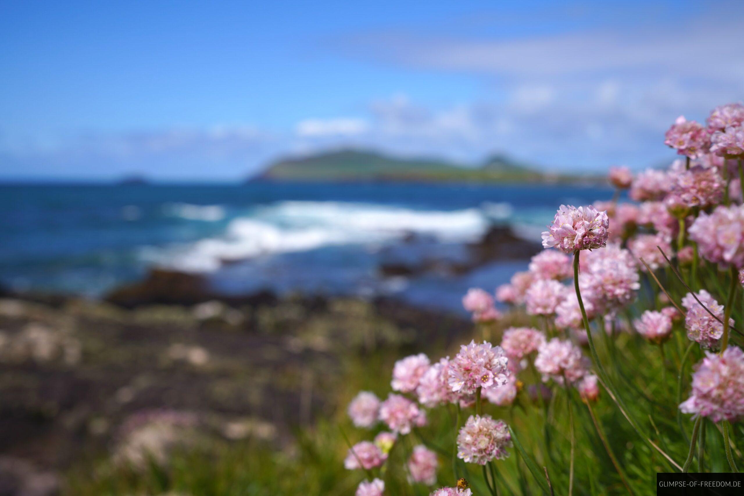 Blumen am Wine Strand scaled Blumen am Wine Strand
