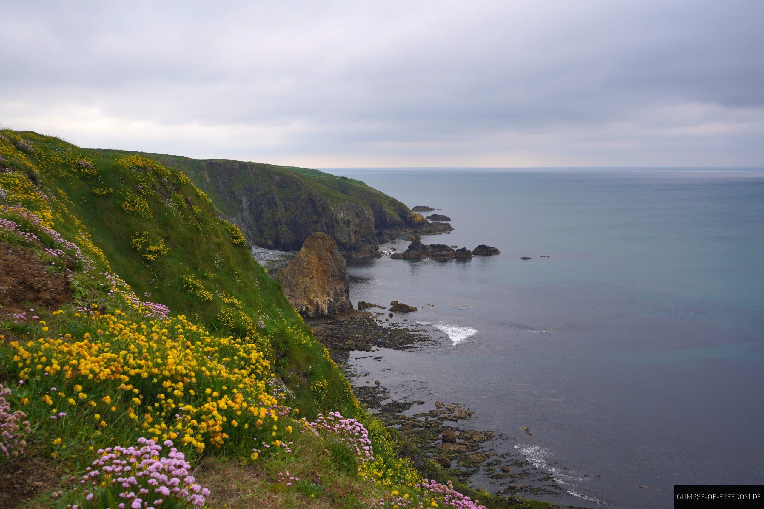 Blumen an der Copper Coast scaled Blumen an der Copper Coast