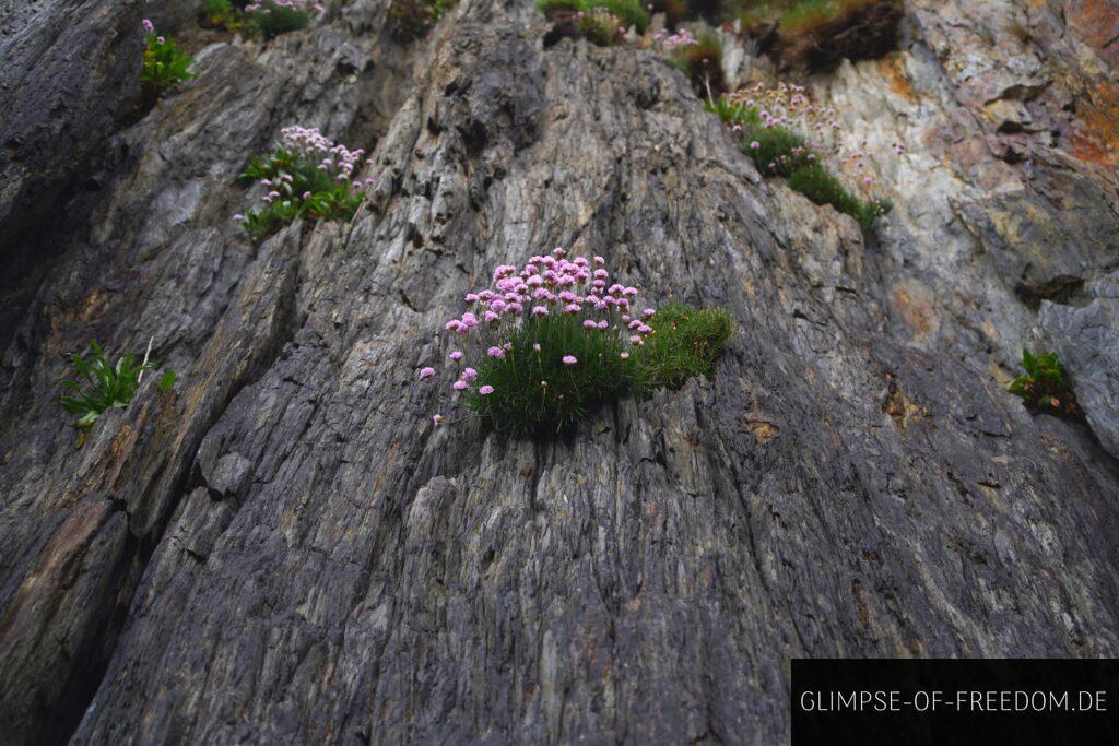 Blumen an einer Felswand
