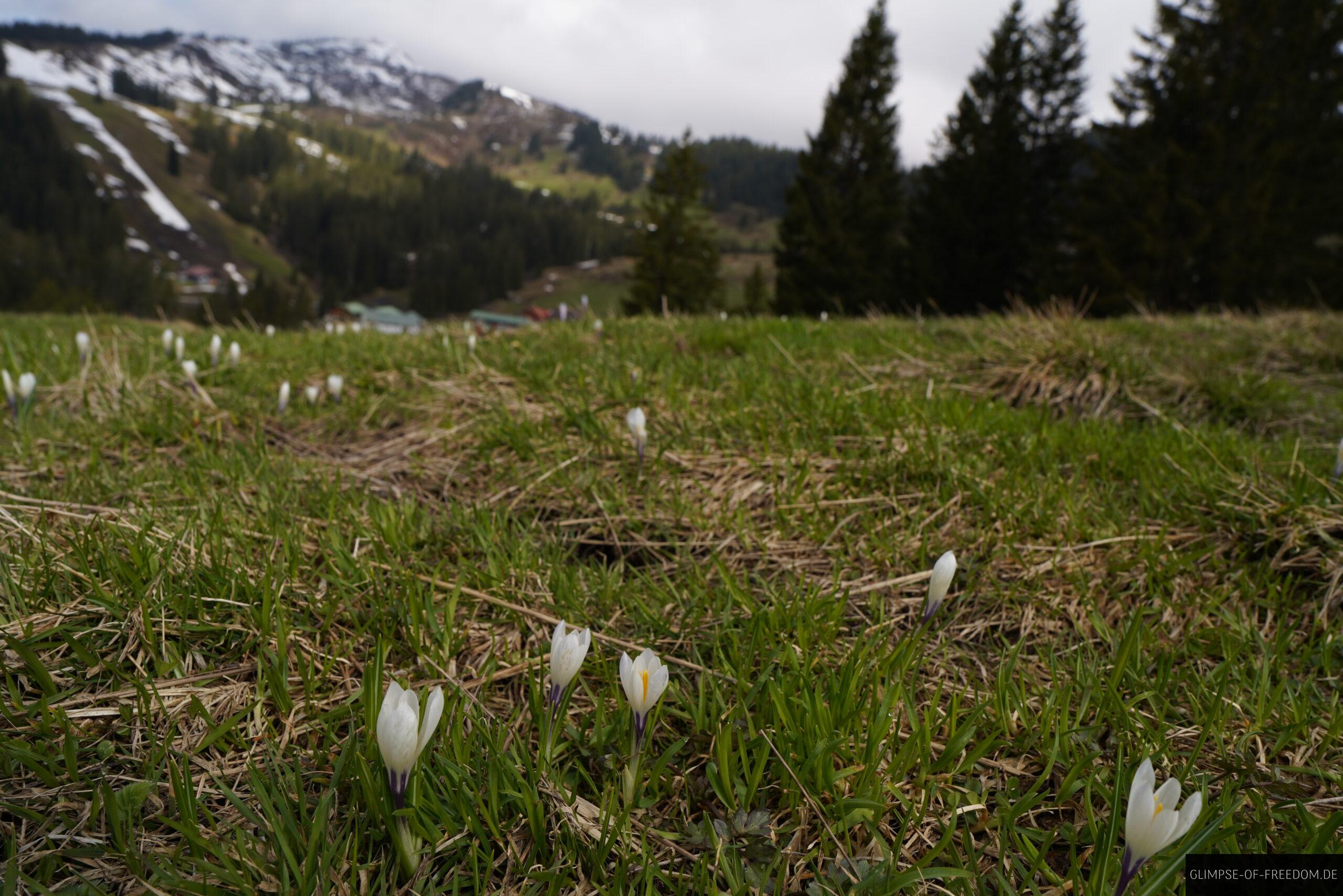 Blumen im Riedberger Horn Panorama scaled Blumen im Riedberger Horn Panorama