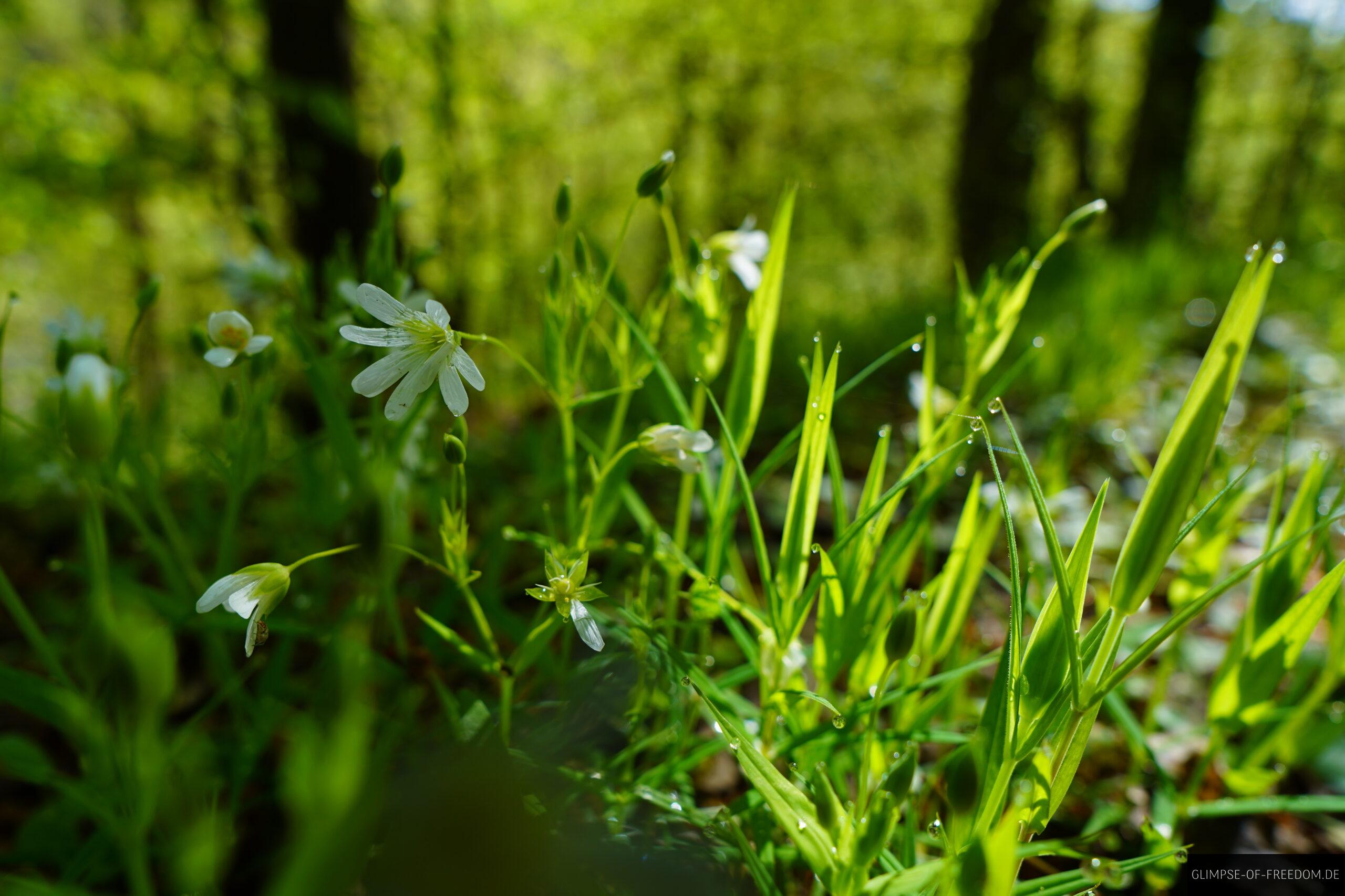 Blumen im Tau am Edersee scaled Blumen im Tau am Edersee