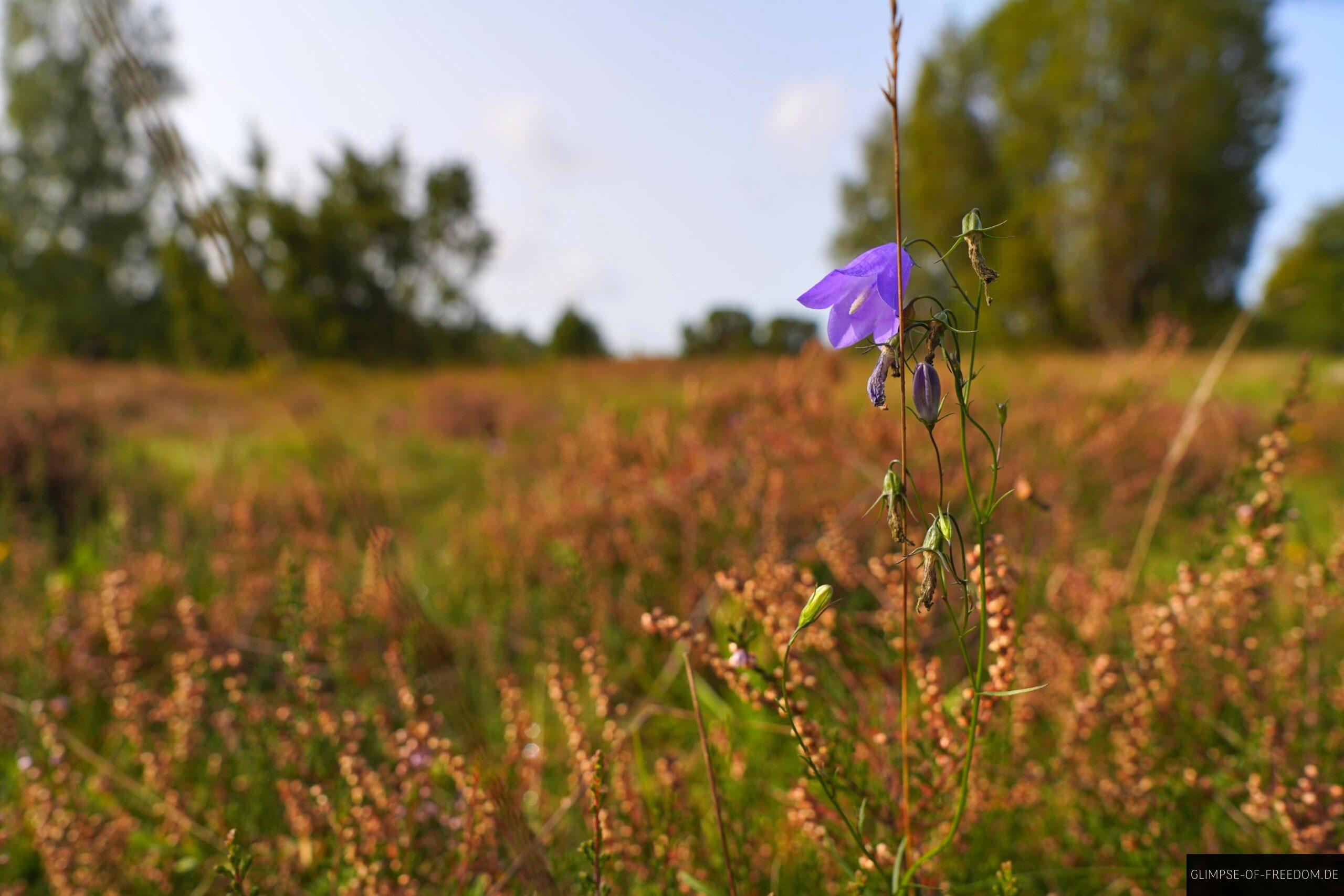 Blumen und Besenheide scaled Blumen und Besenheide