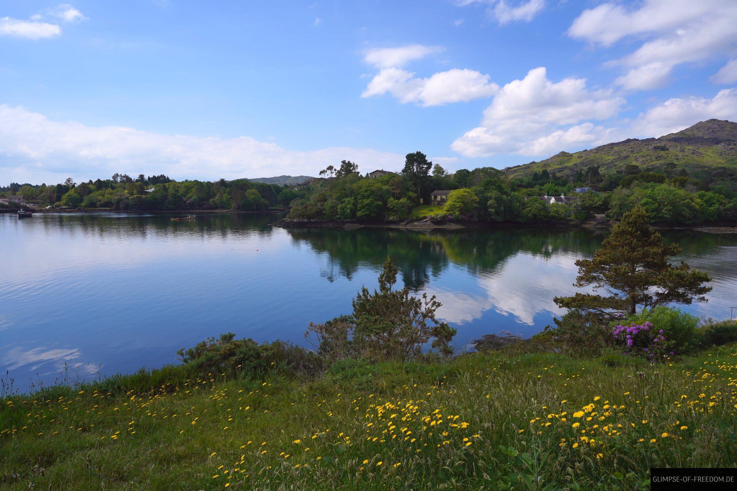 Blumenwiese am Coastal Woodland Walkway scaled Blumenwiese am Coastal Woodland Walkway