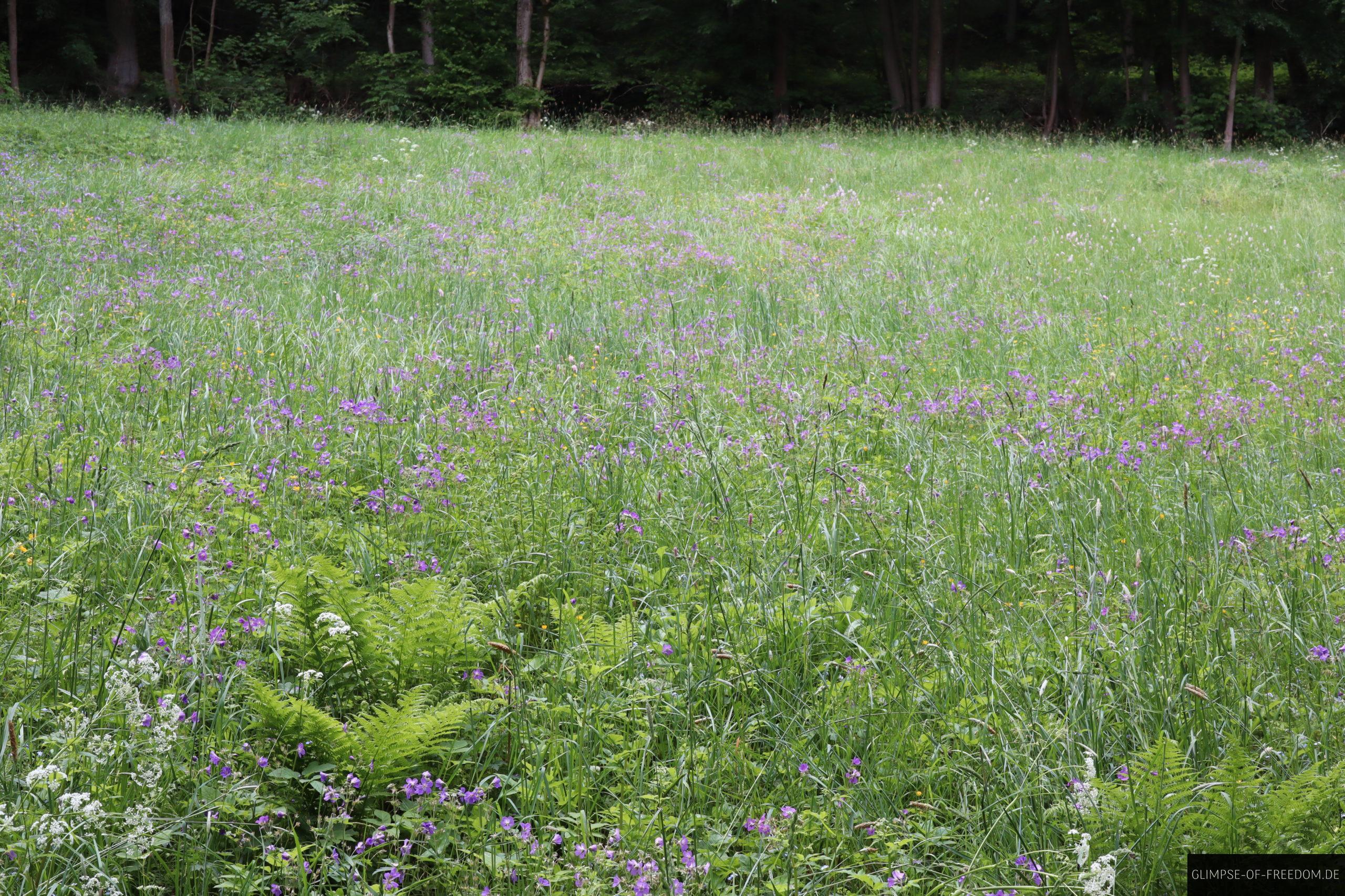 Blumenwiese am Hohen Meissner scaled Blumenwiese am Hohen Meissner