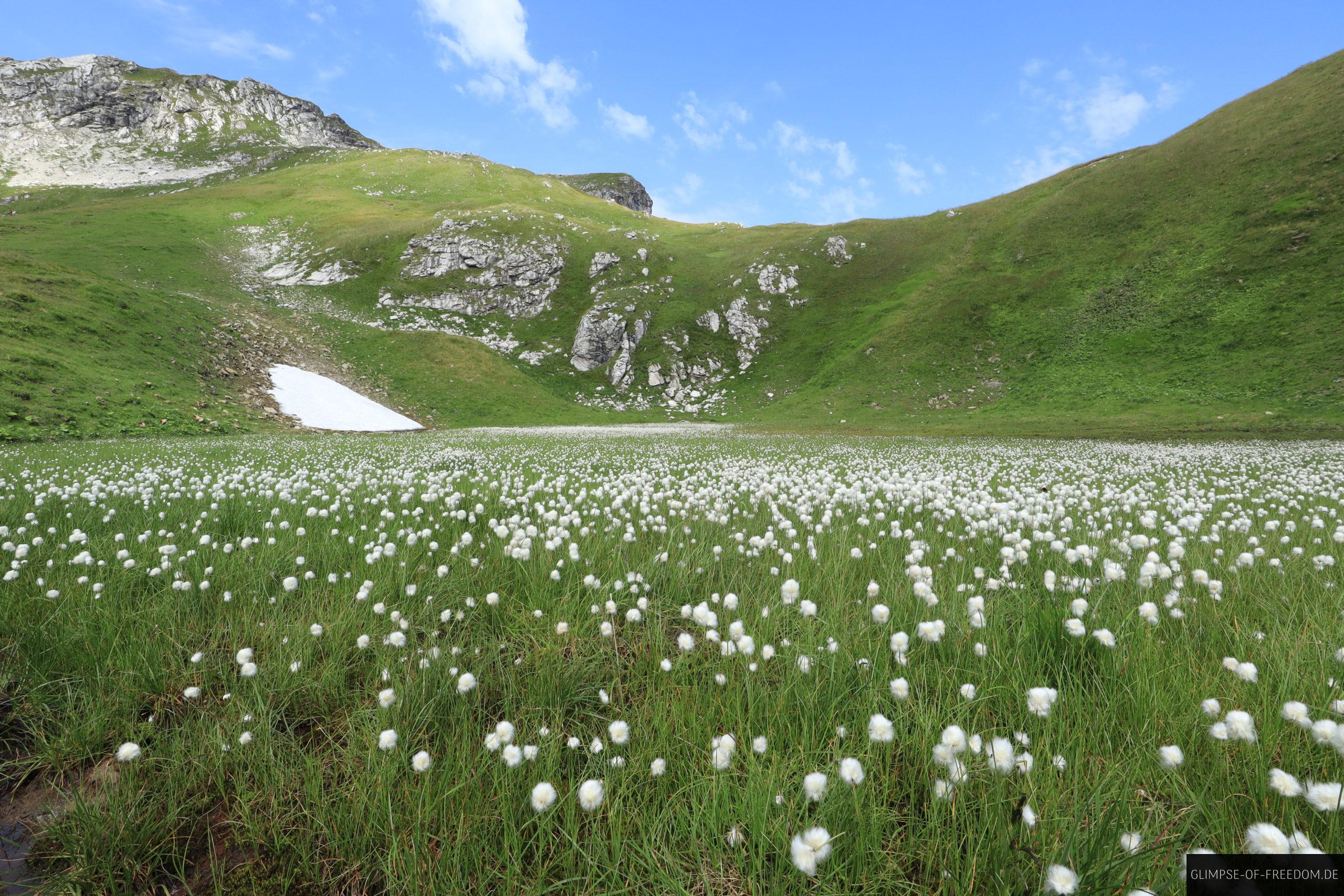 Blumenwiese zwischen Engeratsgundsee und Daumengruppe scaled Blumenwiese zwischen Engeratsgundsee und Daumengruppe