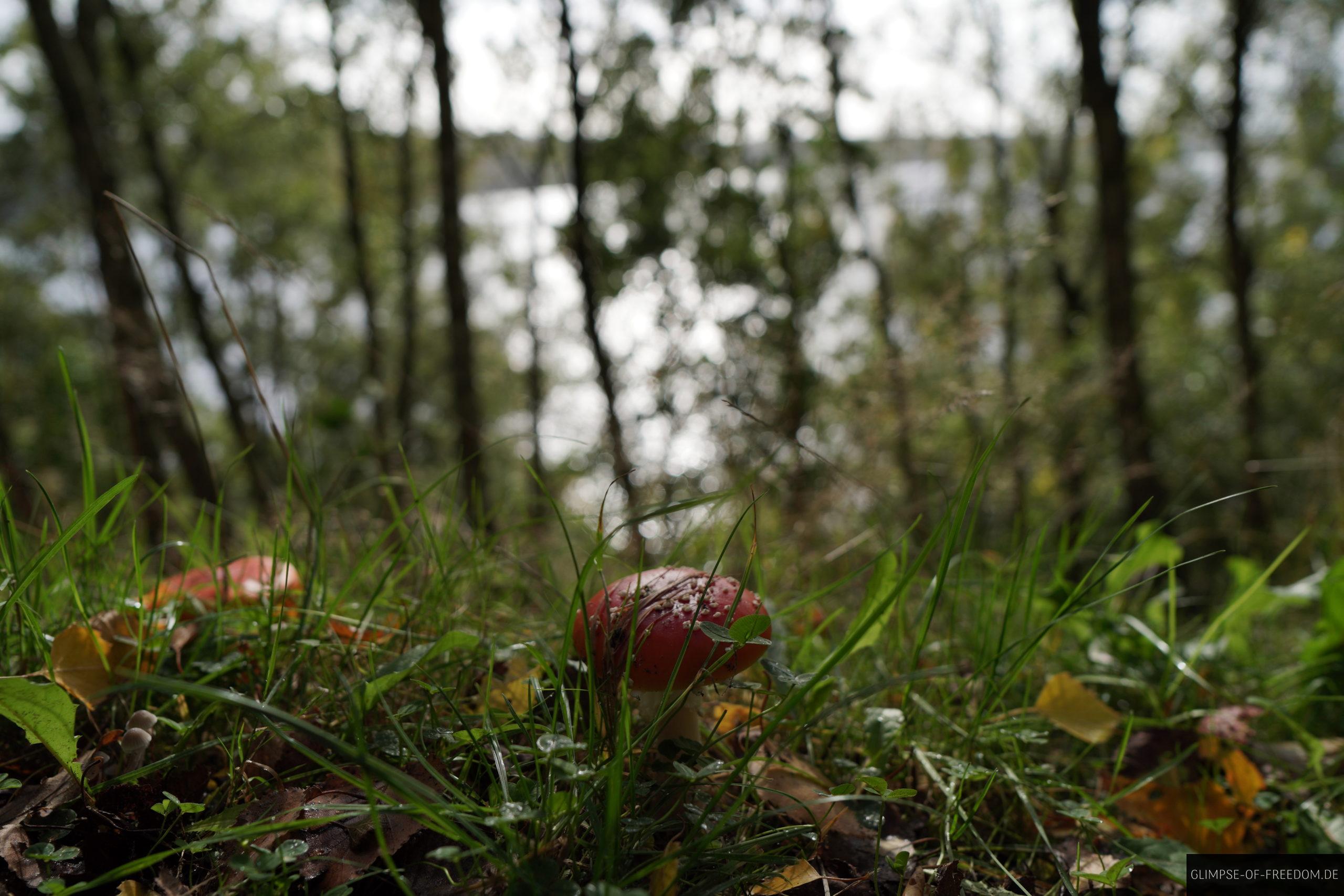 Bramslev Bakker Pilze am Wegrand scaled Bramslev Bakker Pilze am Wegrand
