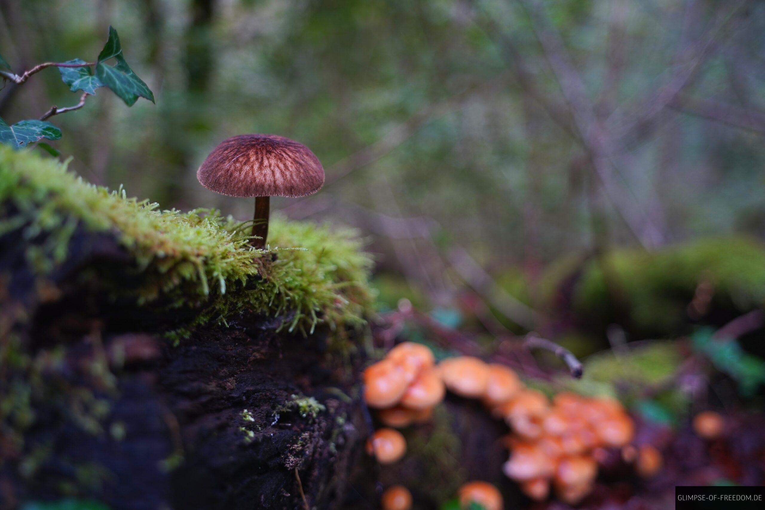 Brauner Pilz im Donau Felsengarten scaled Brauner Pilz im Donau Felsengarten