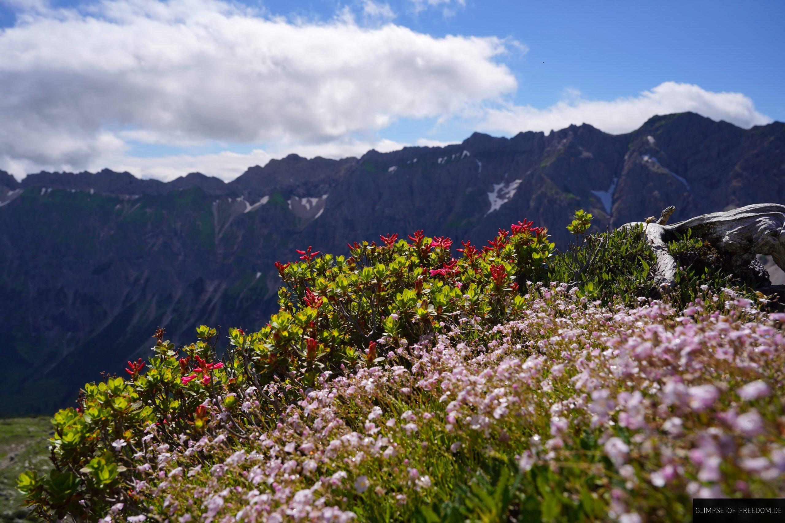 Bunte Bergblumen am Entschenkopf scaled Bunte Bergblumen am Entschenkopf