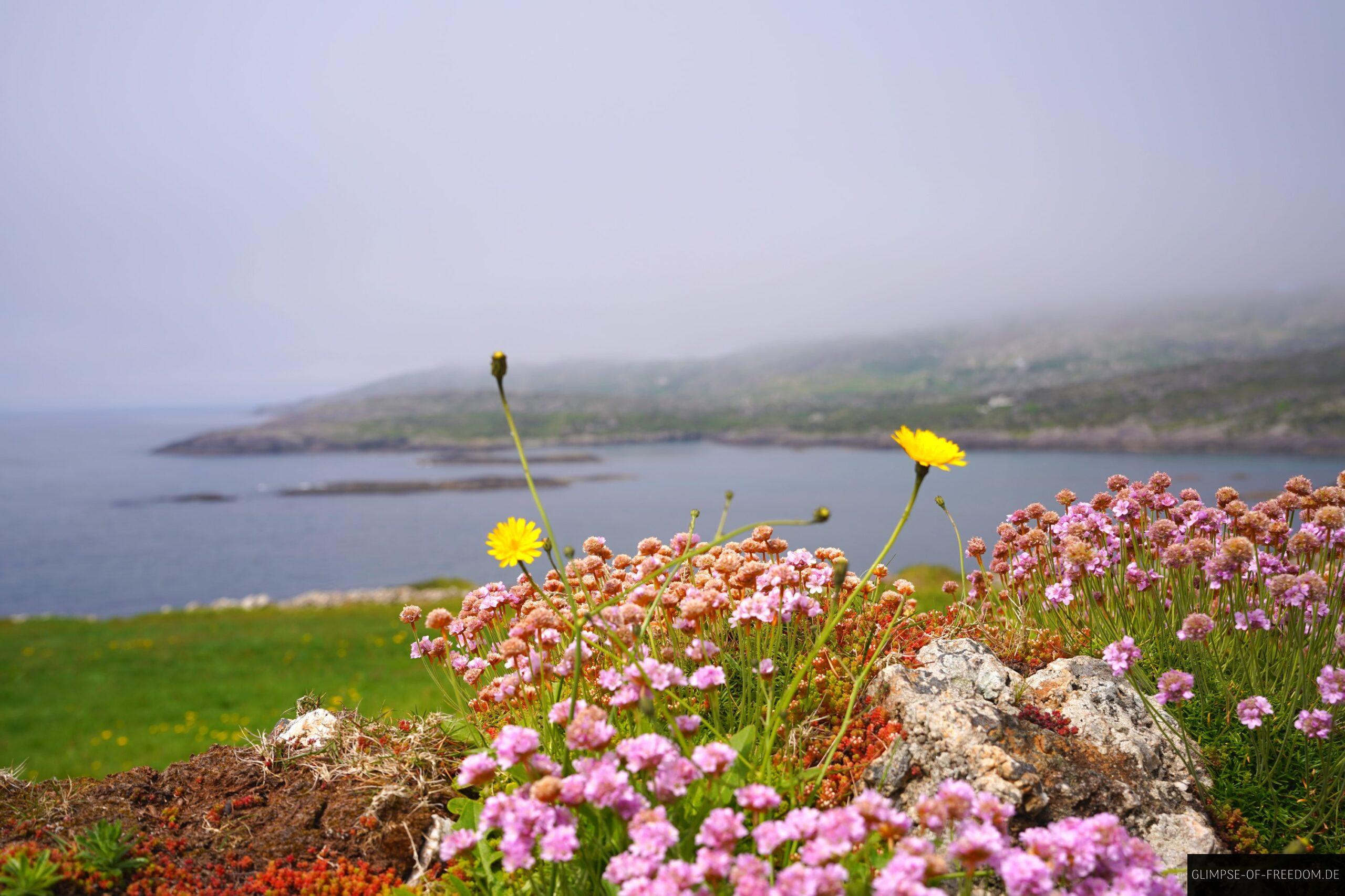 Bunte Blumen am Dooneen Scenic Viewpoint scaled Bunte Blumen am Dooneen Scenic Viewpoint