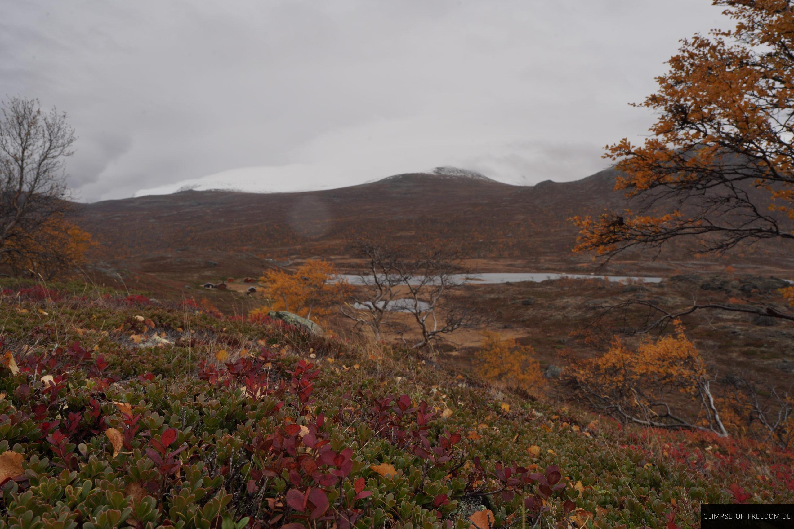 Bunte Straeucher am Gjendehoe scaled Bunte Sträucher am Gjendehoe