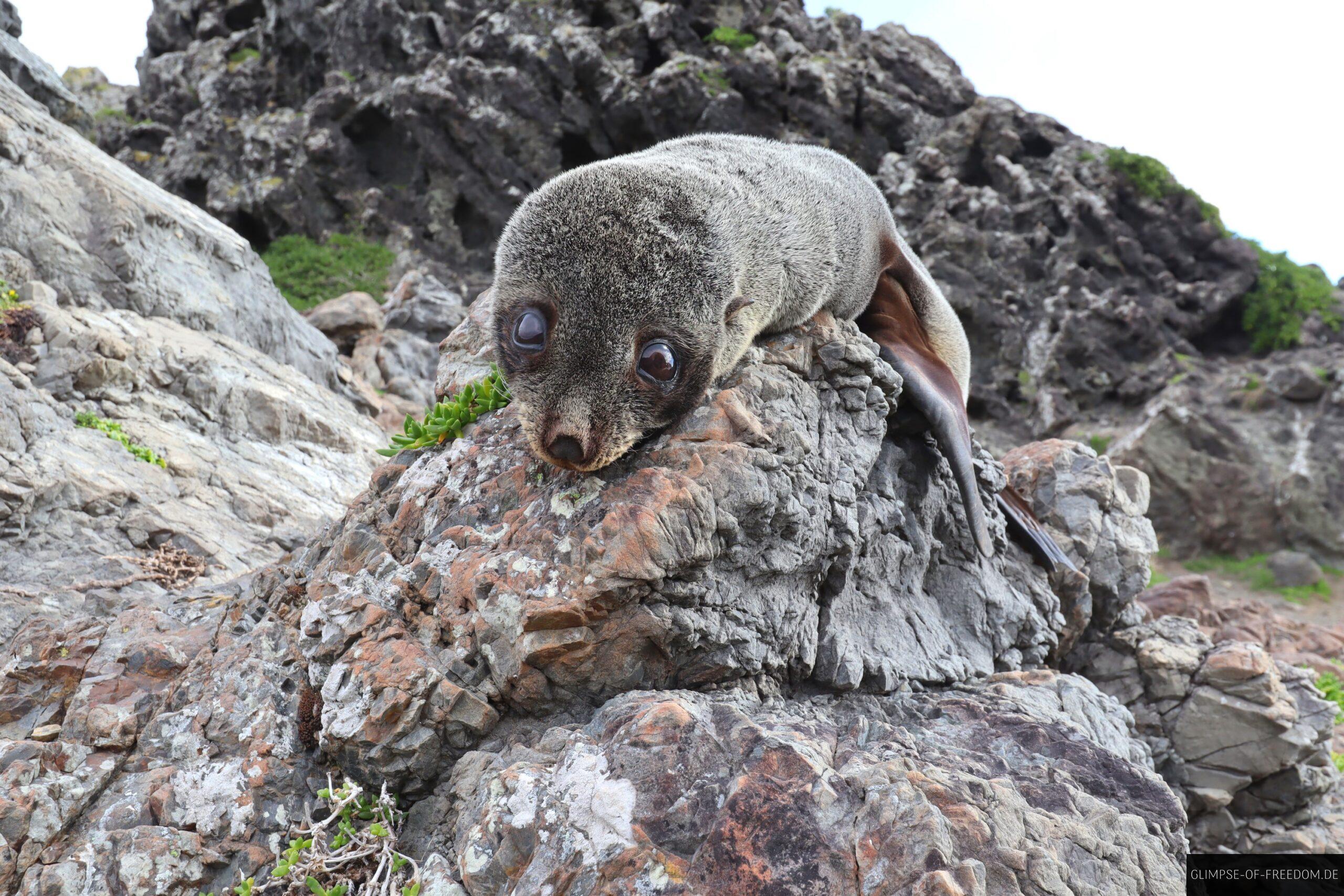 Cape Palliser Robbenkolonie