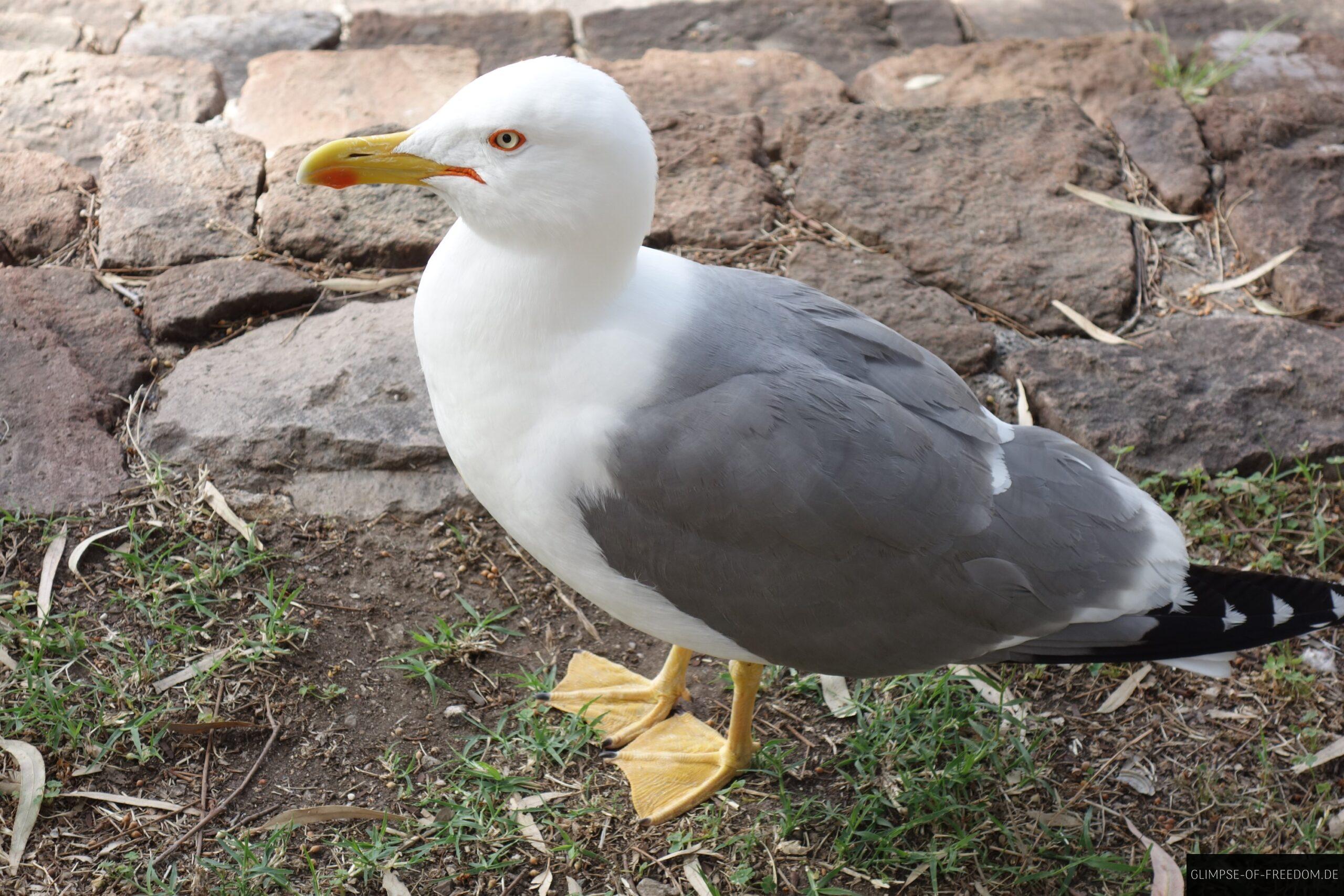 Cefalu Moeve scaled Cefalù Möve
