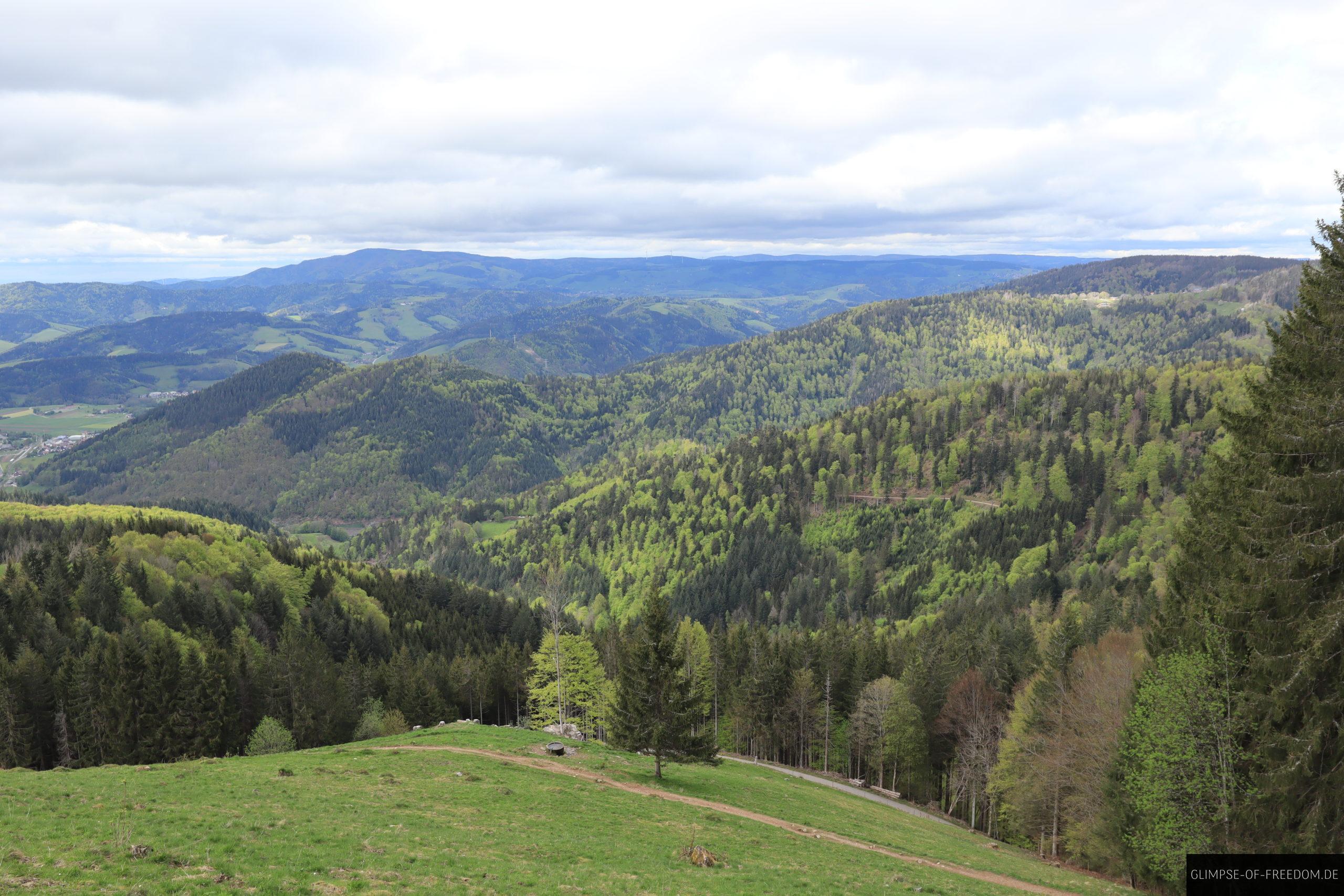 Der Schwarzwald am Hinterwaldkopf