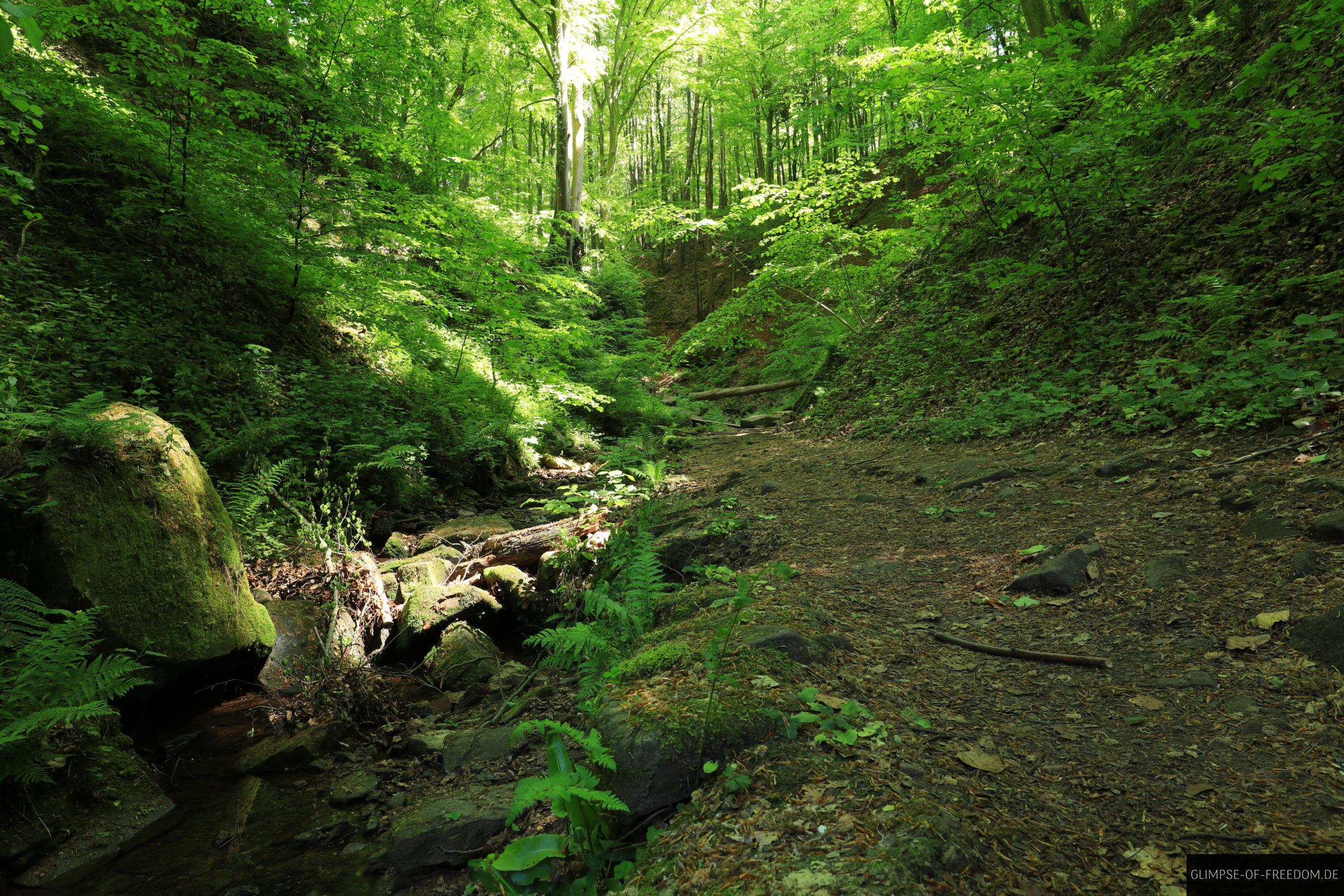Der Weg durch die Seltenbachschlucht scaled Der Weg durch die Seltenbachschlucht