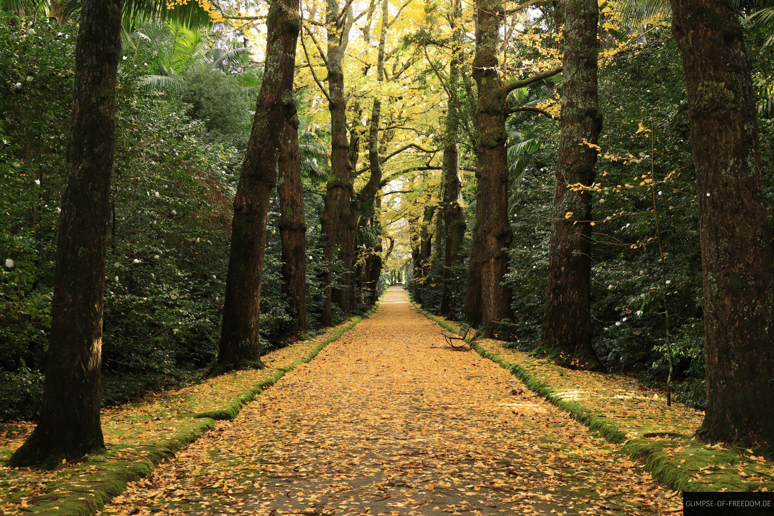 Der perfekte Weg im Terra Nostra Park scaled Der perfekte Weg im Terra Nostra Park