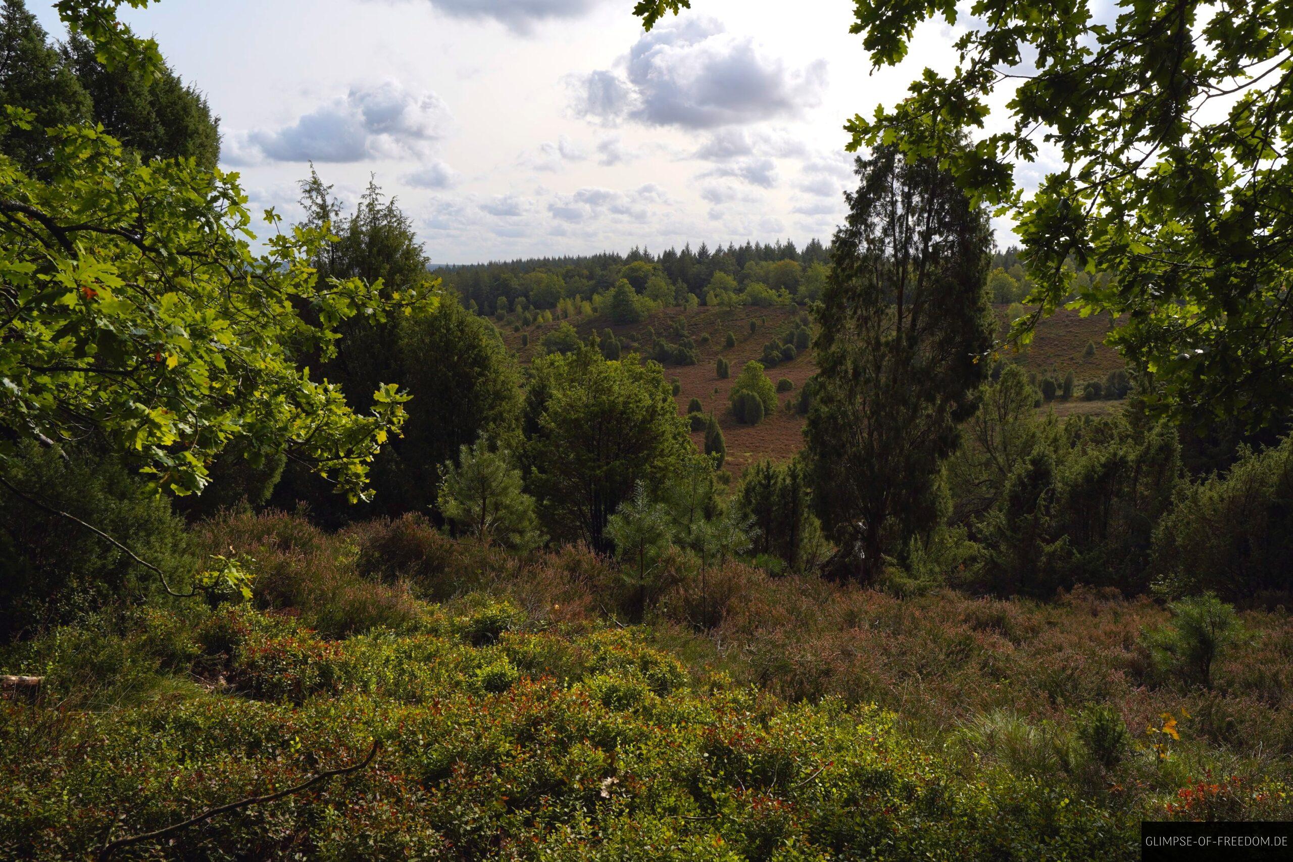 Dicht bewachsene Landschaft am Totengrund scaled Dicht bewachsene Landschaft am Totengrund