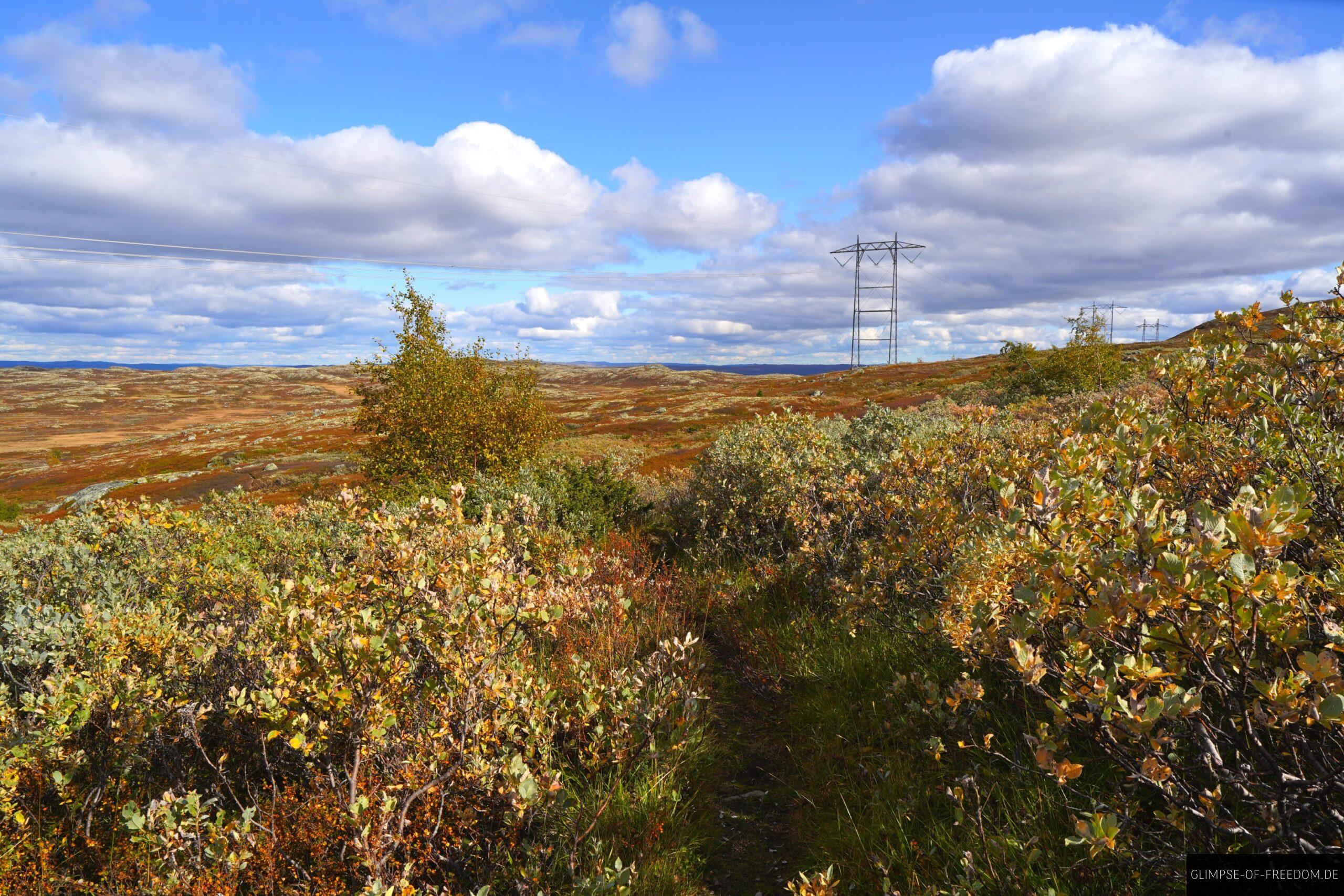 Dicht bewachsener Pfad scaled Dicht bewachsener Pfad
