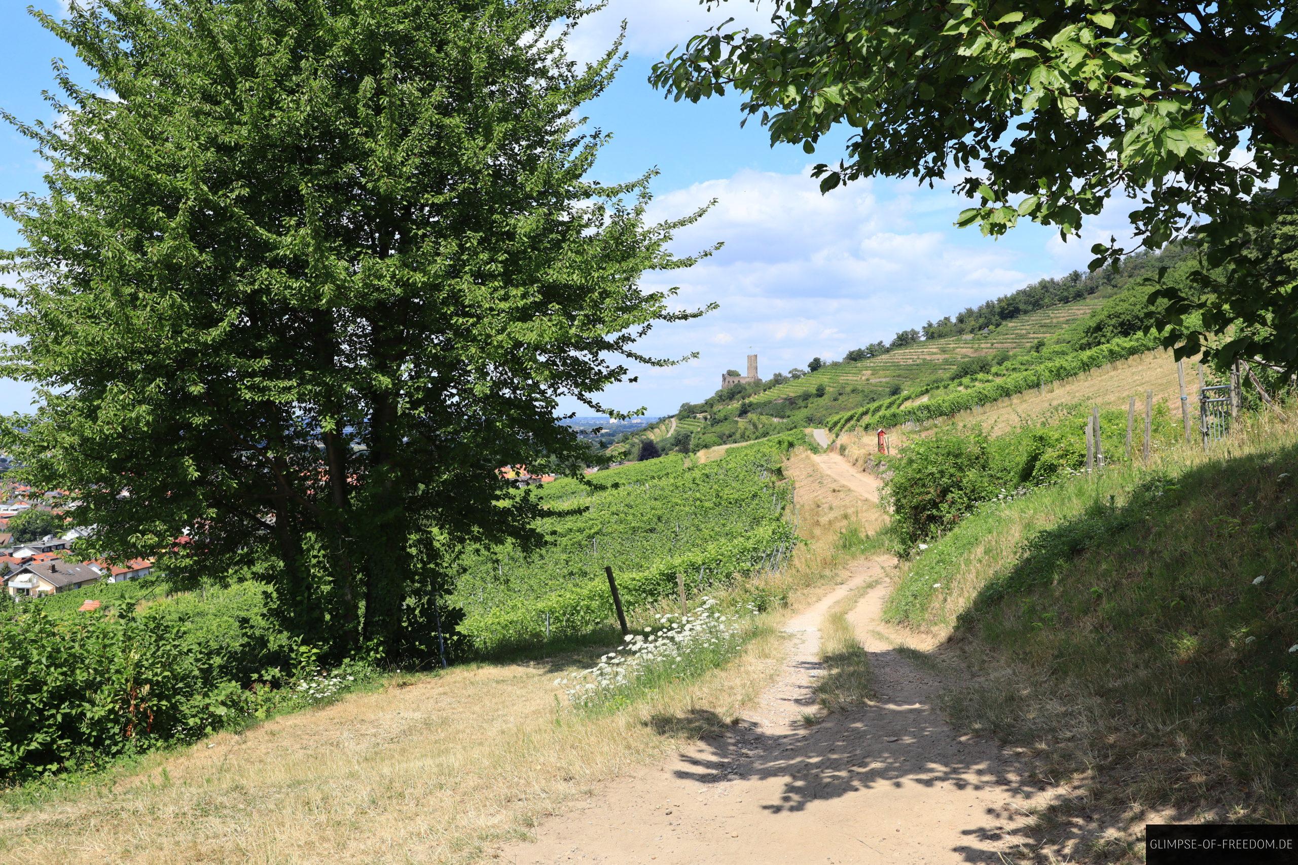 Die Strahlenburg Schriesheim Wanderung scaled Die Strahlenburg Schriesheim Wanderung