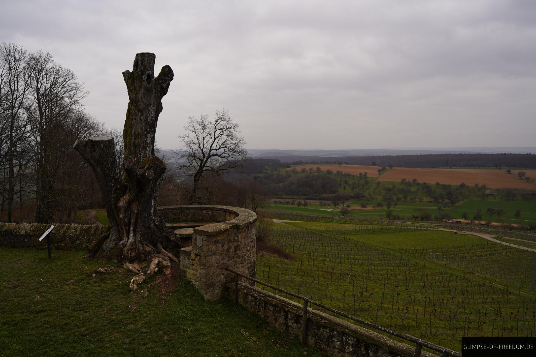 Die alte Linde an der Burg Steinsberg Sinsheim Die alte Linde an der Burg Steinsberg Sinsheim