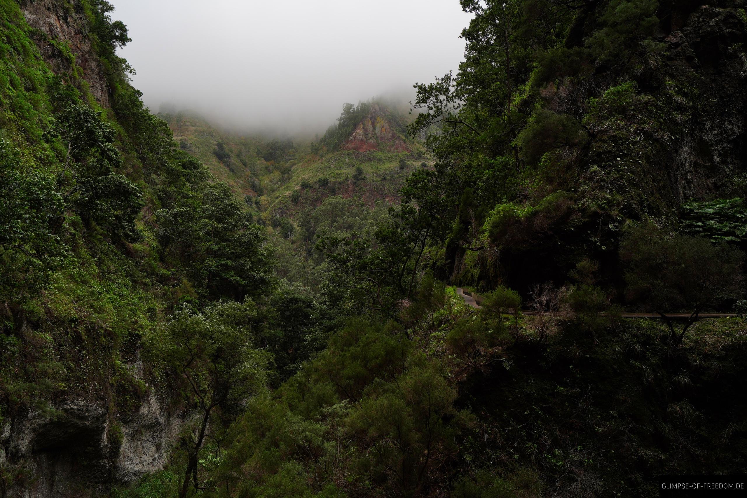 Dschungel am Wasserfall auf Madeira Dschungel am Wasserfall auf Madeira