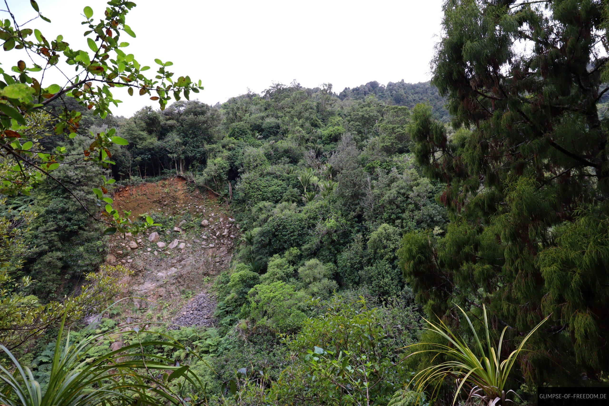 Dschungel auf dem Weg zum Wairere Wasserfall scaled Dschungel auf dem Weg zum Wairere Wasserfall