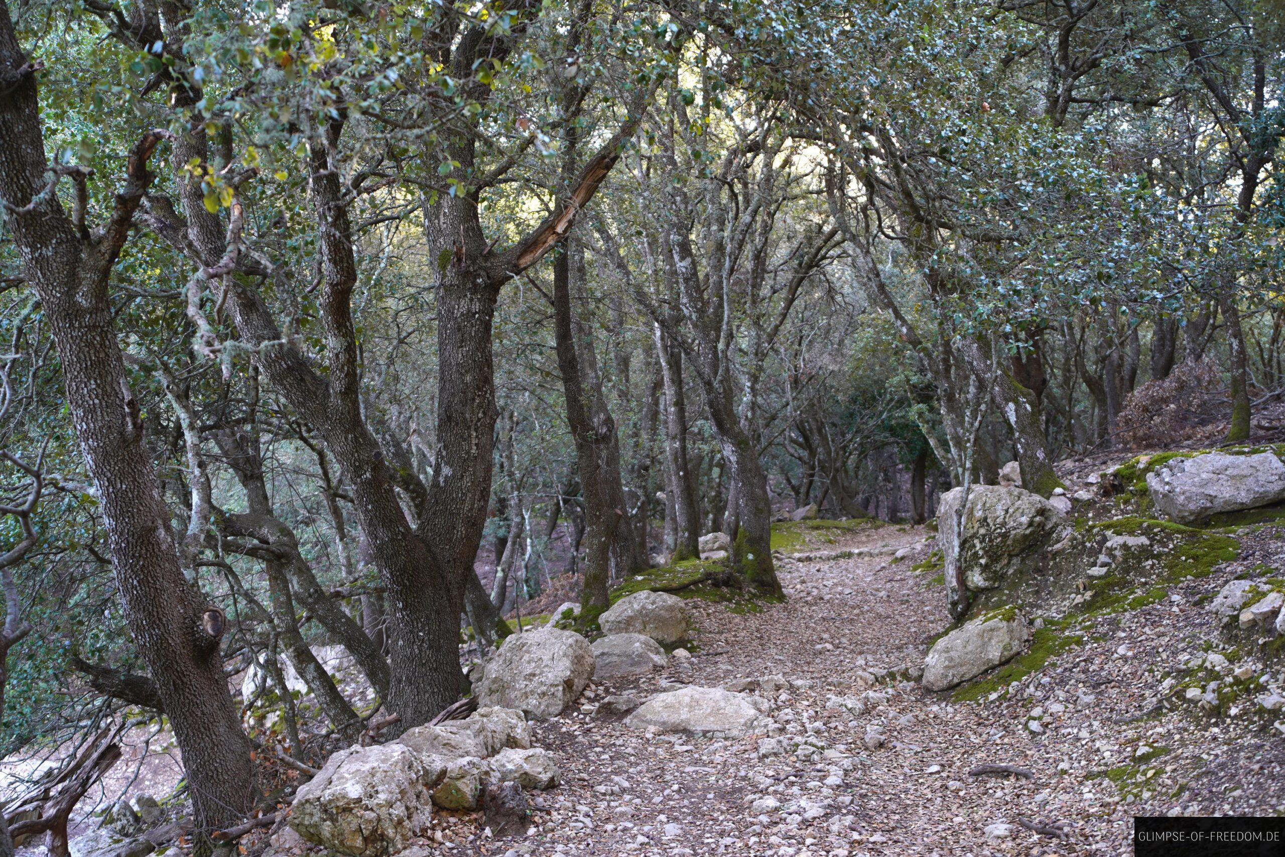 Durch den Wald am Puig des Tossal Verds scaled Durch den Wald am Puig des Tossal Verds