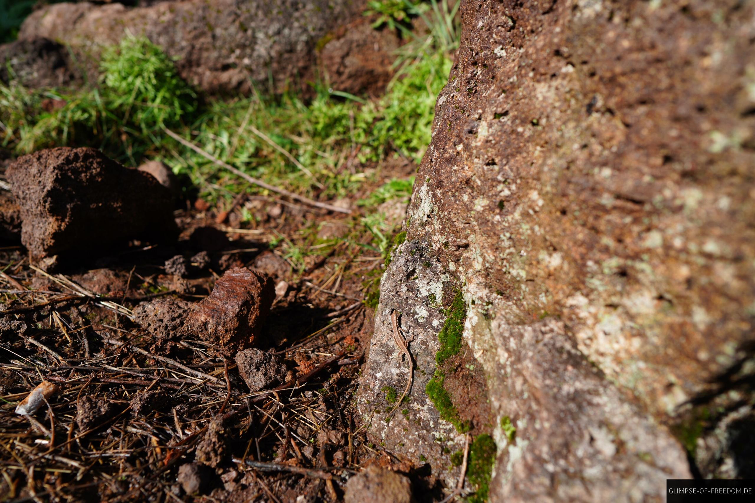 Eidechse am Wanderweg Eidechse am Wanderweg