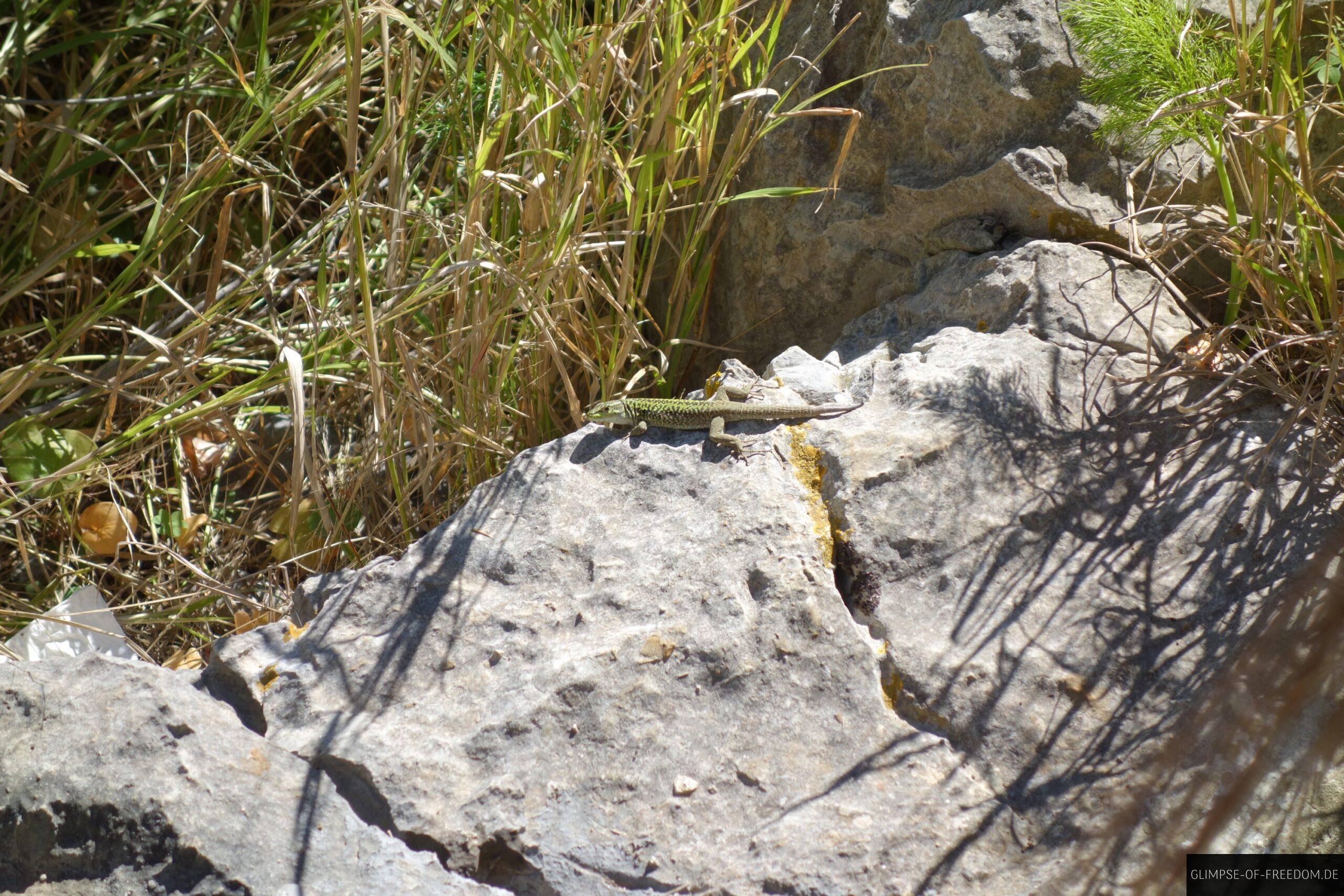 Eidechse bei Cefalu scaled Eidechse bei Cefalu